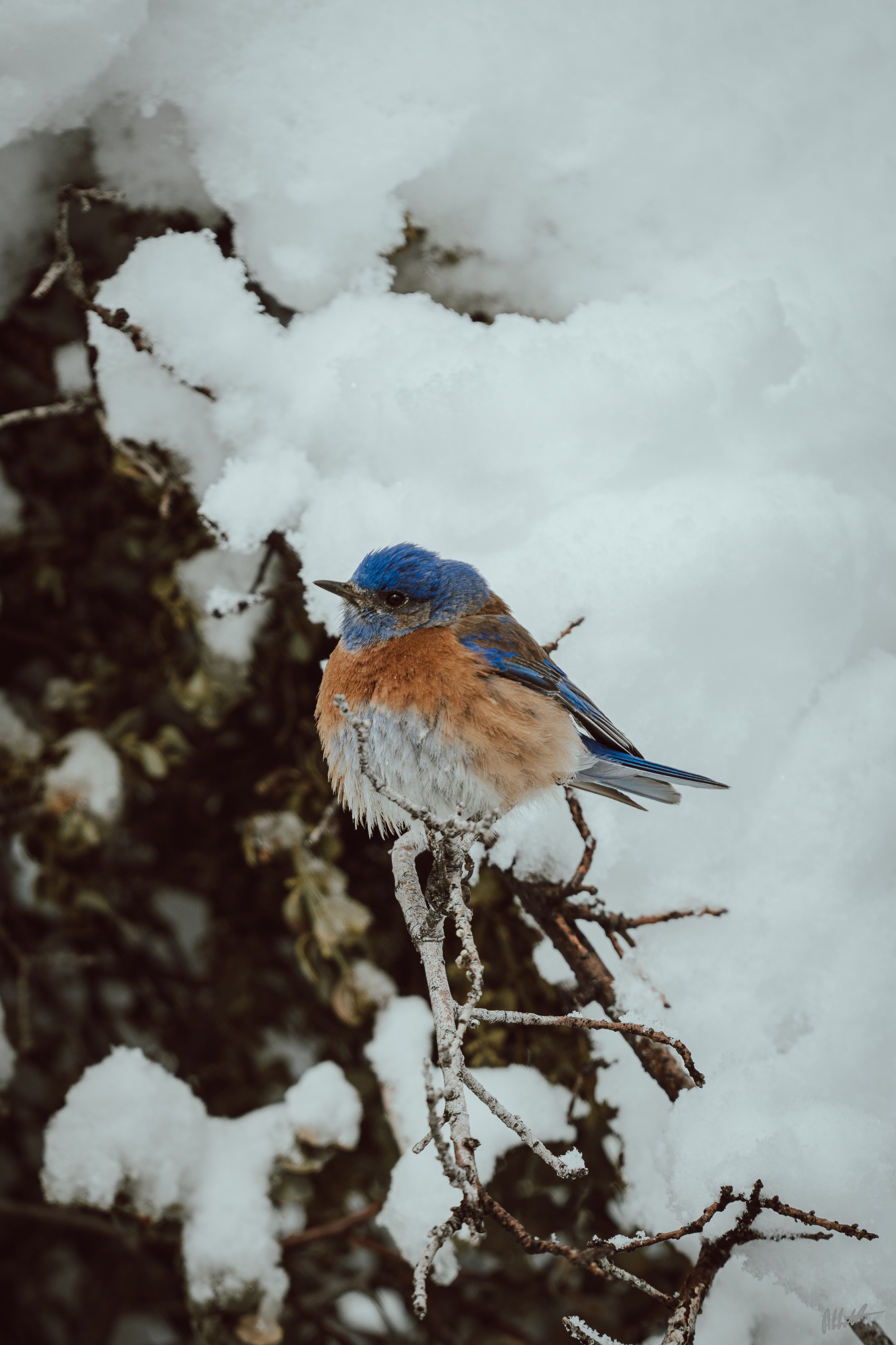 March snow-5.jpg