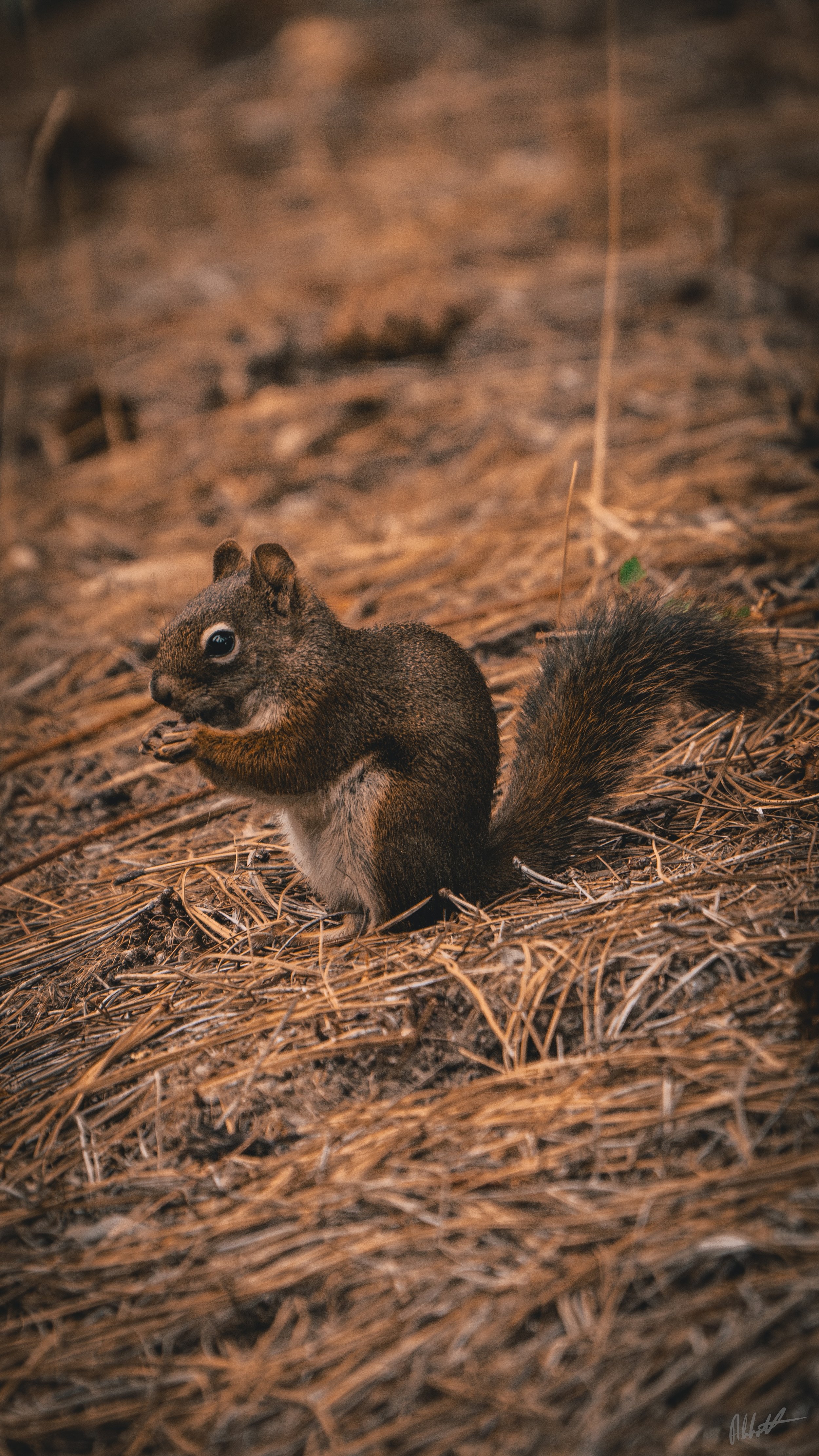Idaho squirel ig.jpeg