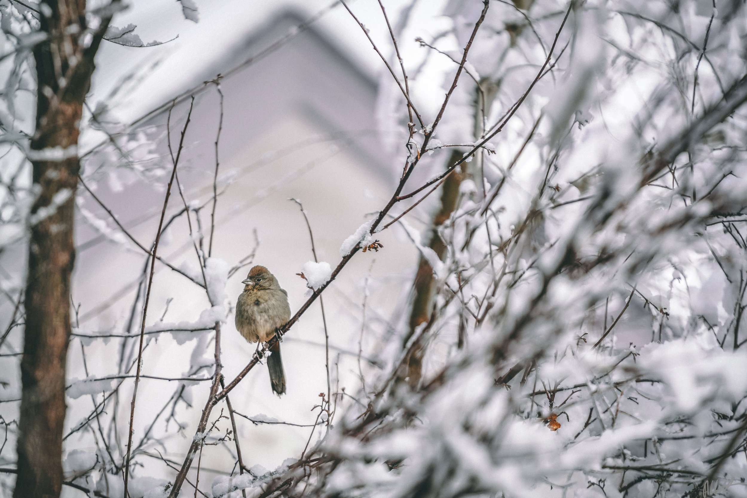 March snow-9.jpeg