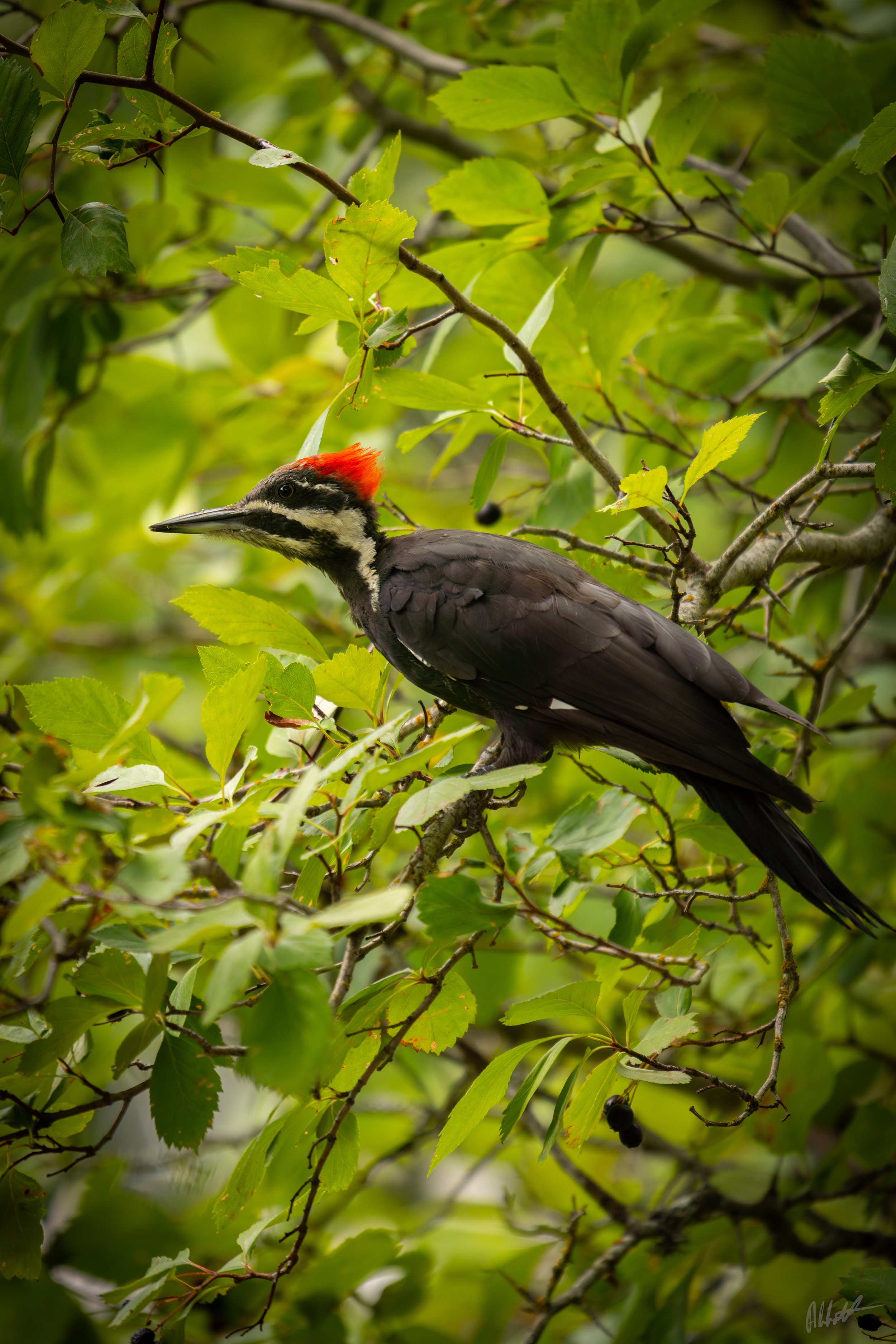 Idaho Woodpecker-3.jpeg