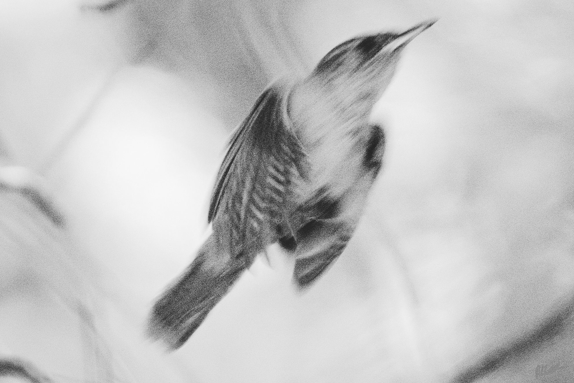 Birb.jpg