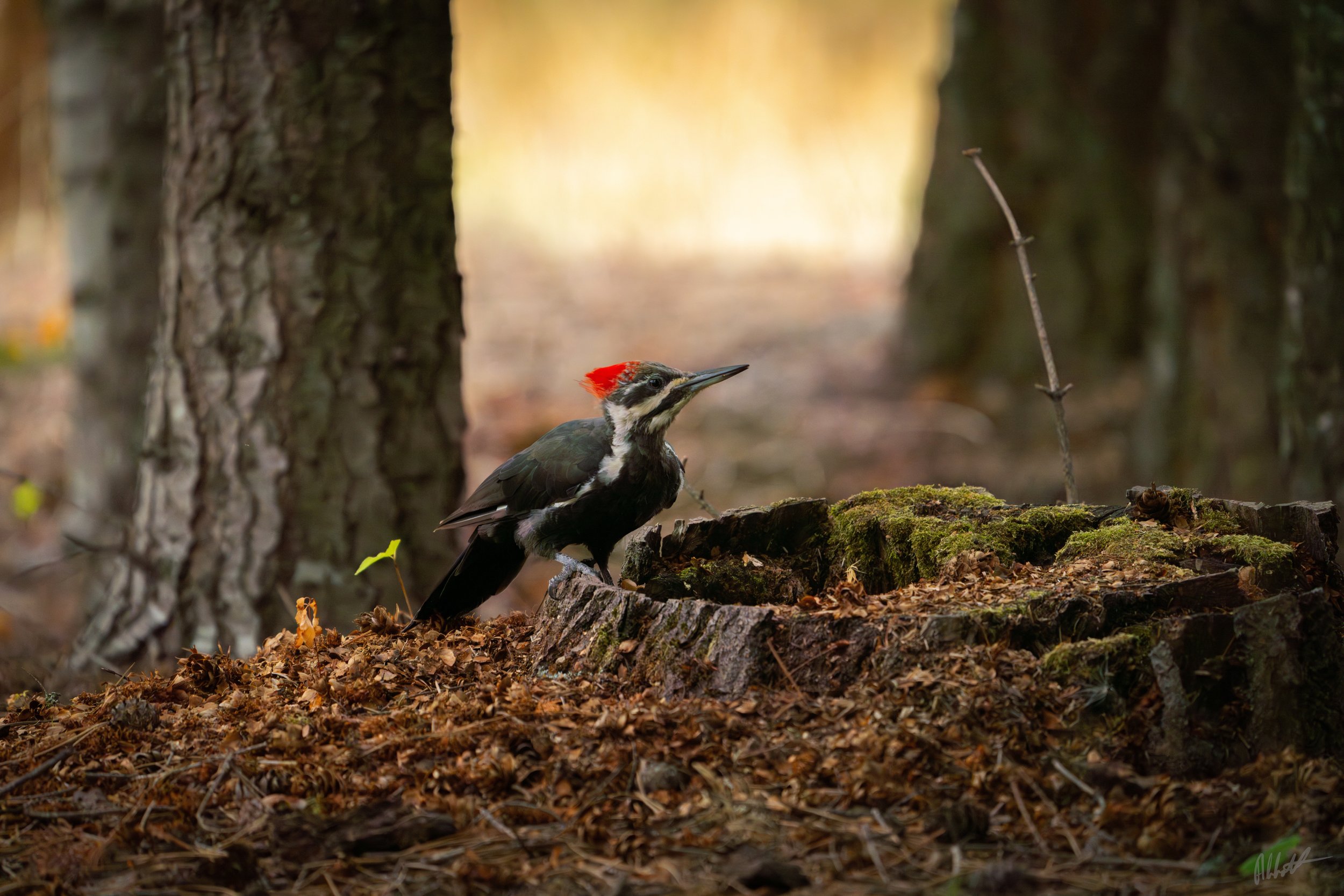 Idaho Woodpecker-2.jpeg