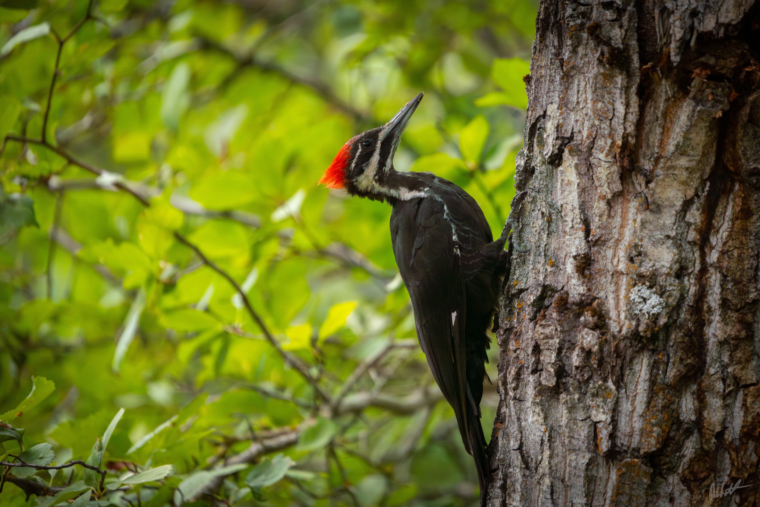 Idaho Woodpecker.jpeg