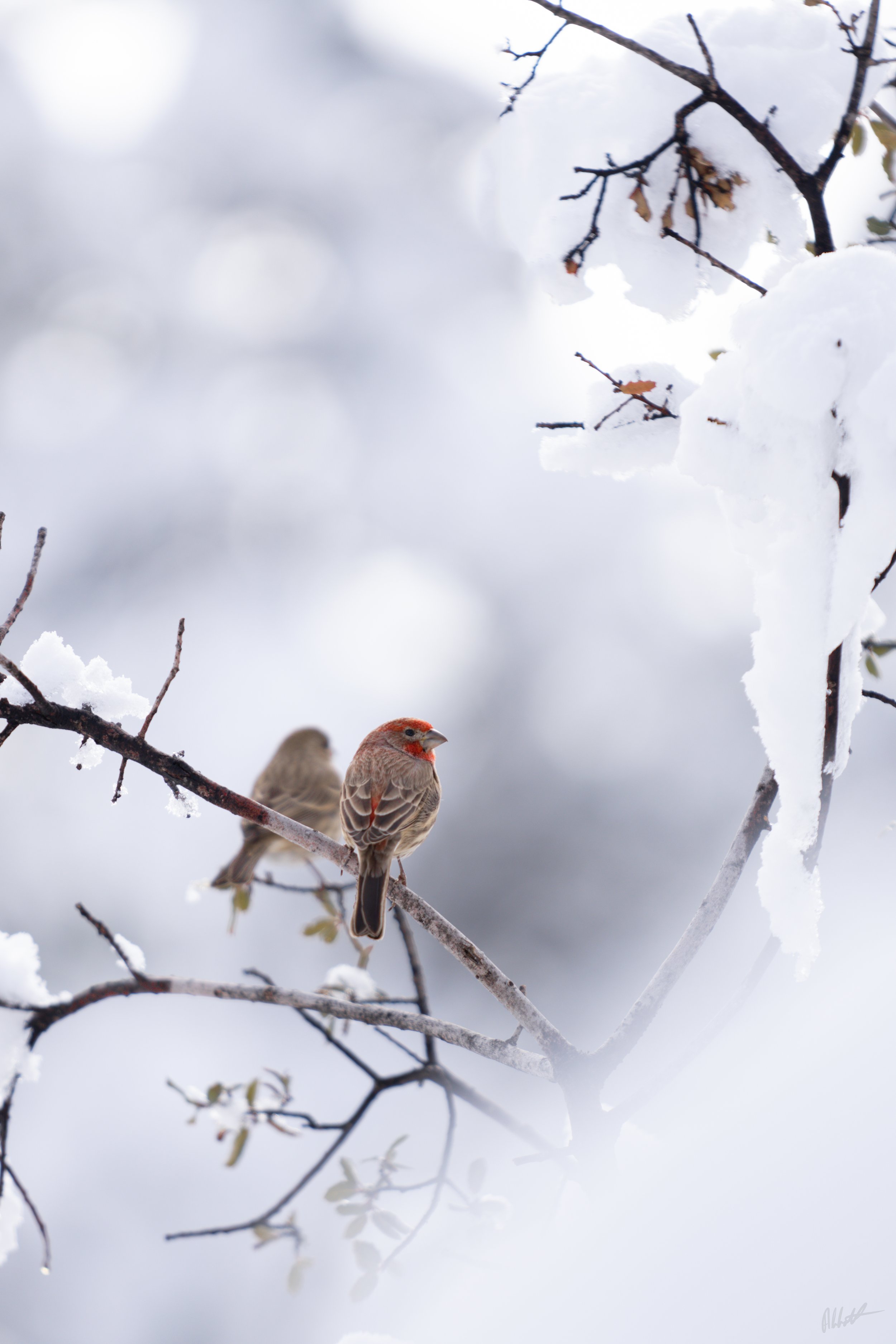 March snow-1.jpg