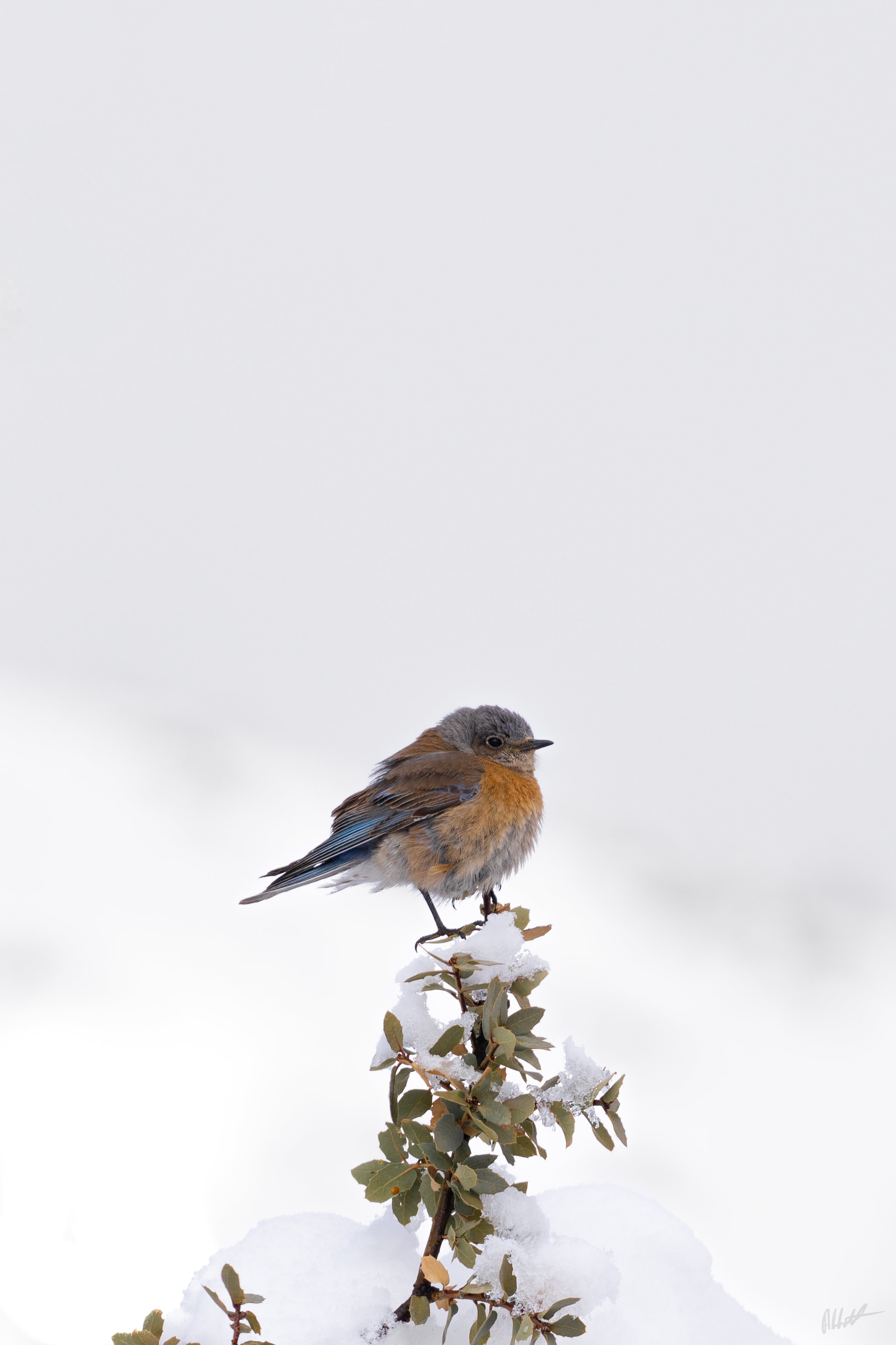 March snow-4.jpg