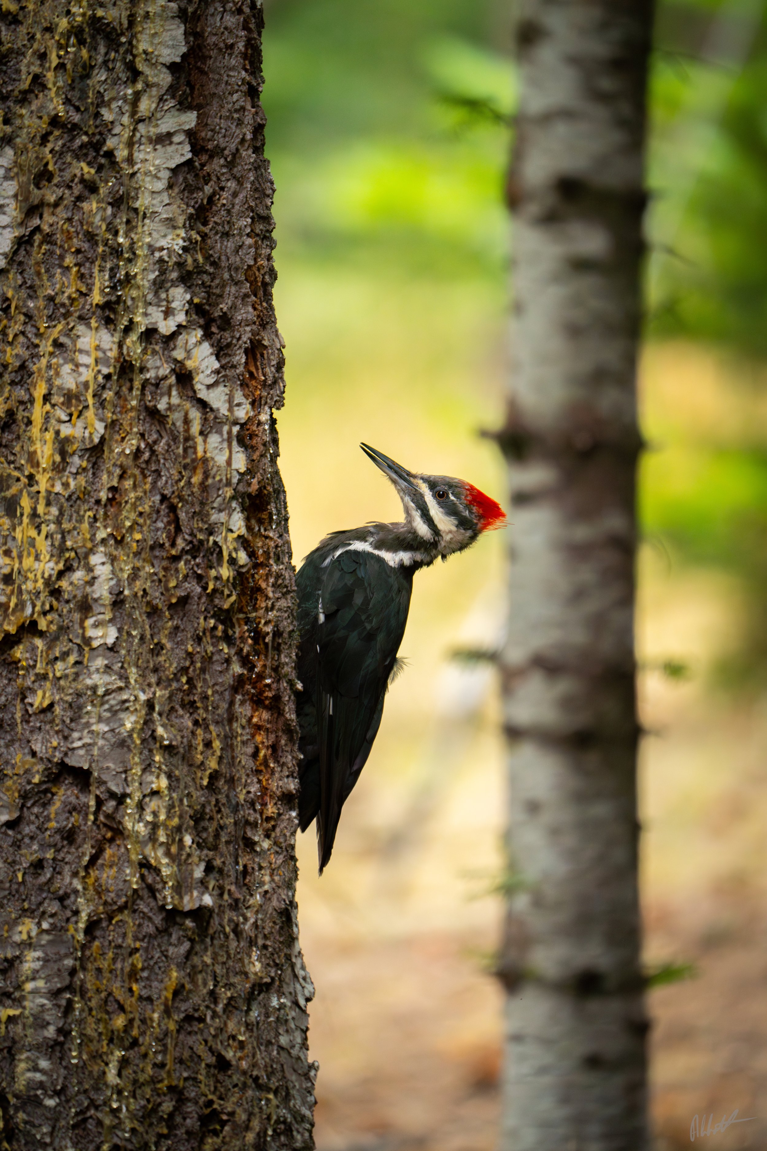 Idaho Woodpecker-1.jpeg
