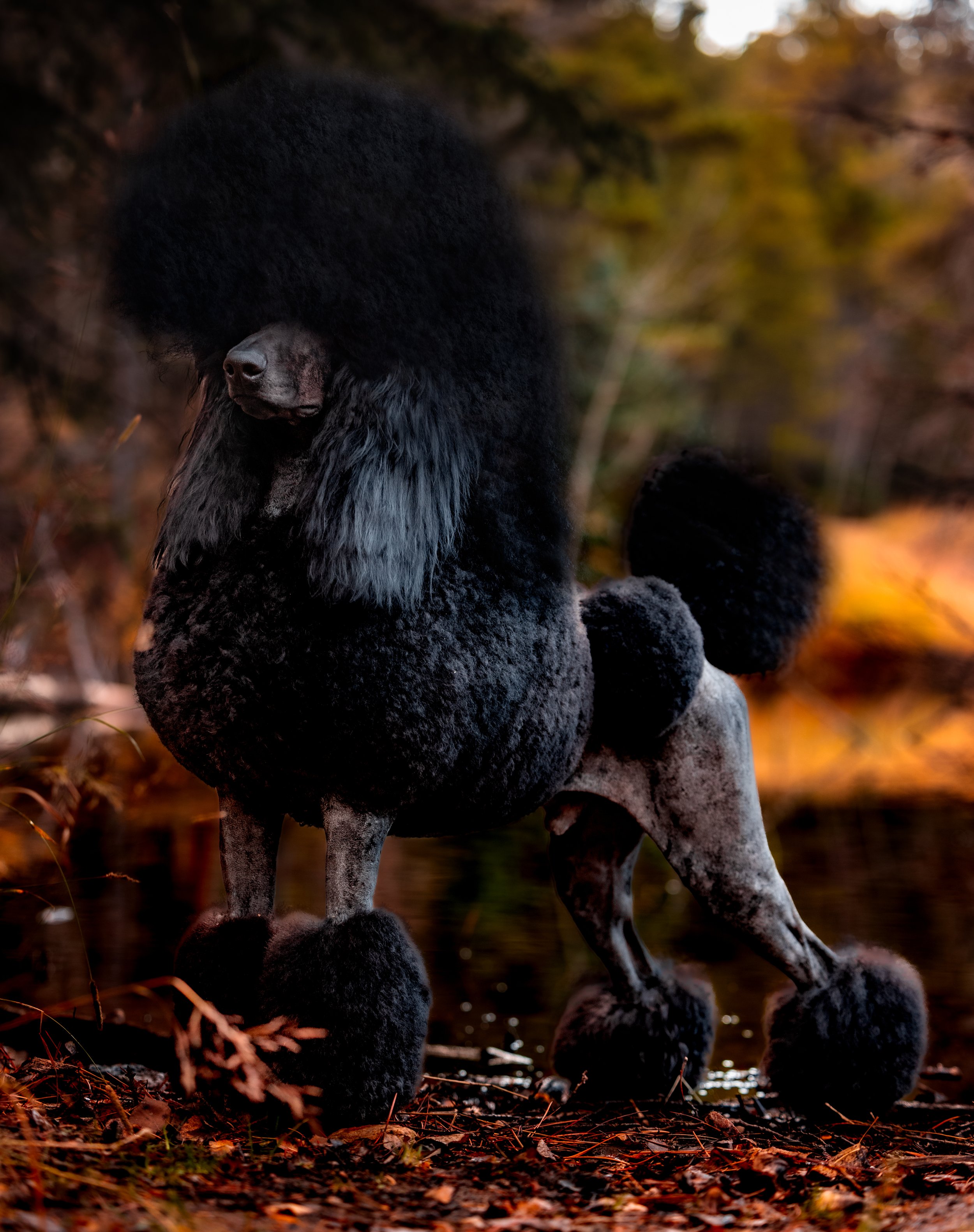 A poodle with a curly black and gray coat standing outdoors near a body of water surrounded by autumn-colored trees.