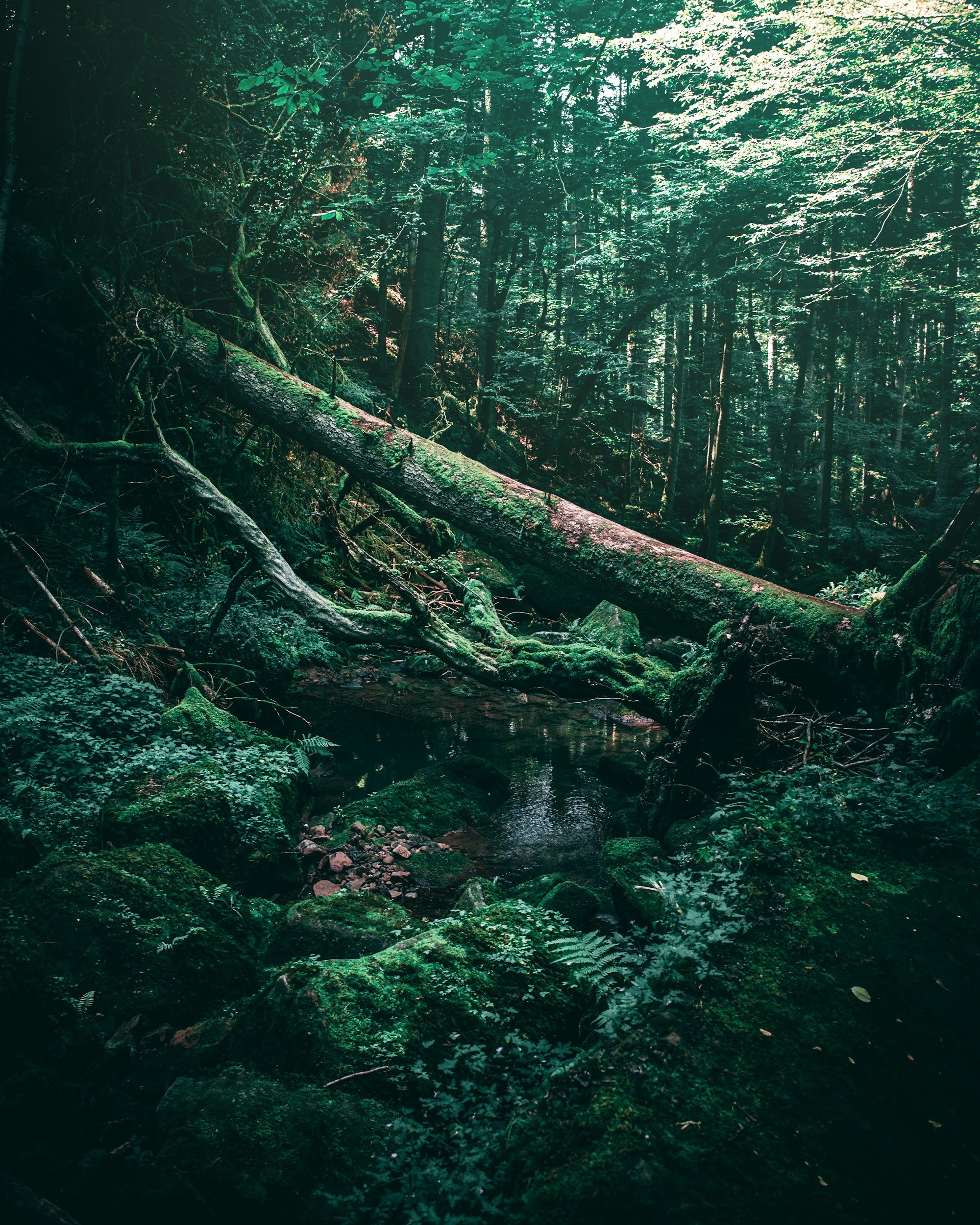The Secret Garden