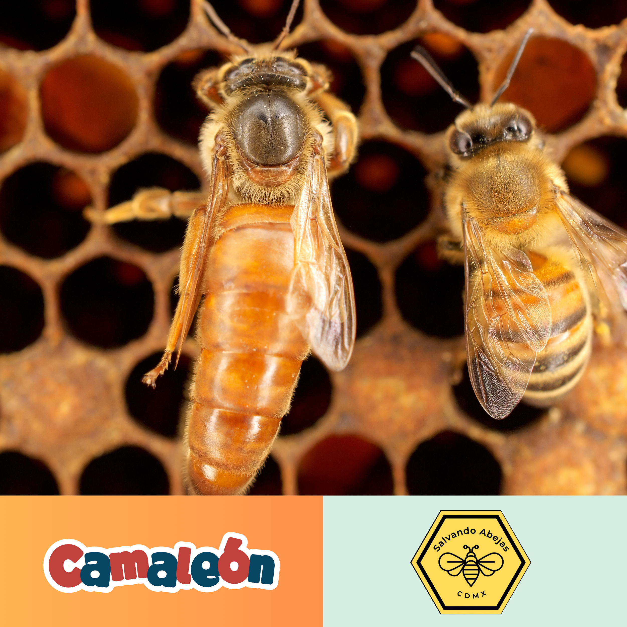 La Abeja Reina
