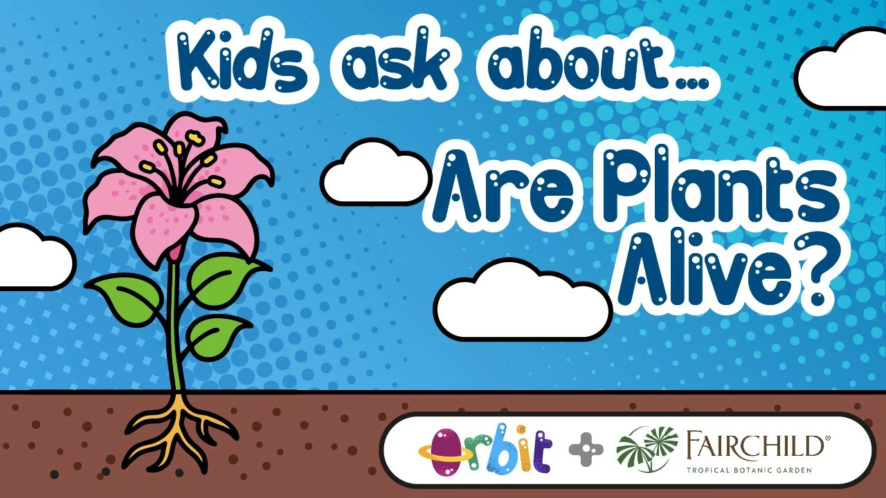 Kids ask: Are plants alive?