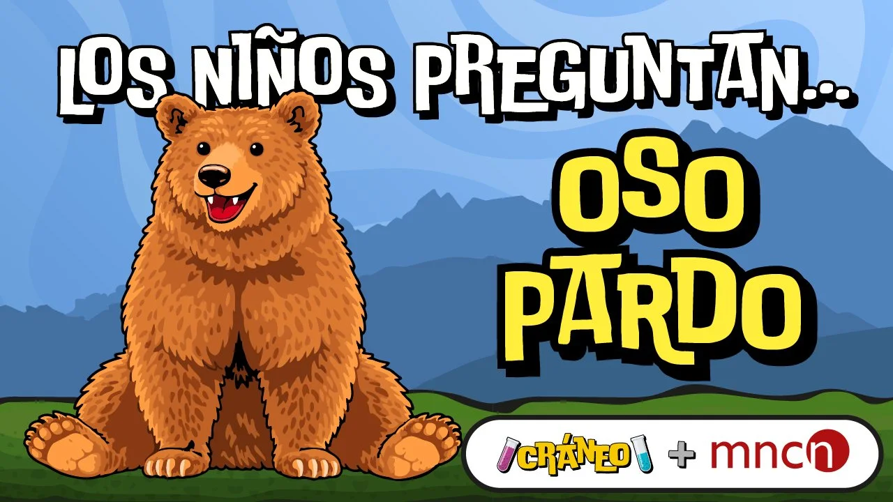 ¿Cómo se comunican los osos pardos?