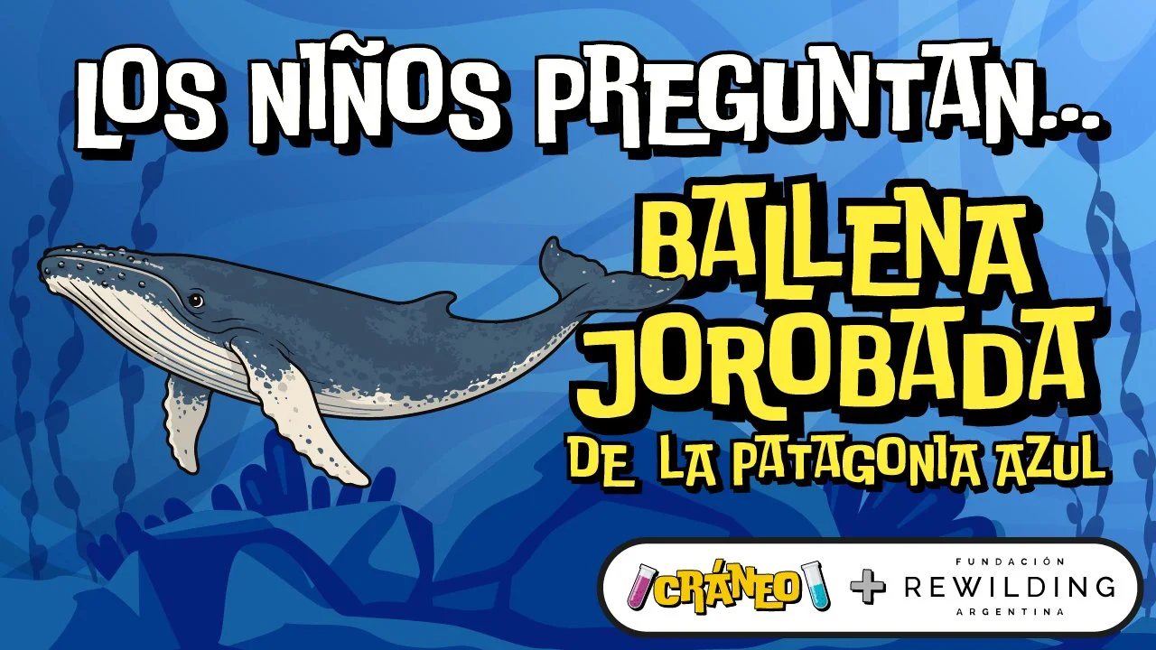 El secreto escondido en la cola de una ballena jorobada