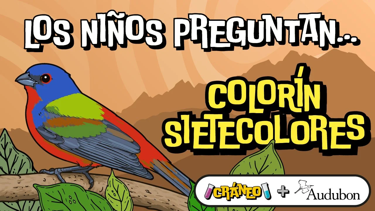 El pájaro que parece un arcoíris con alas