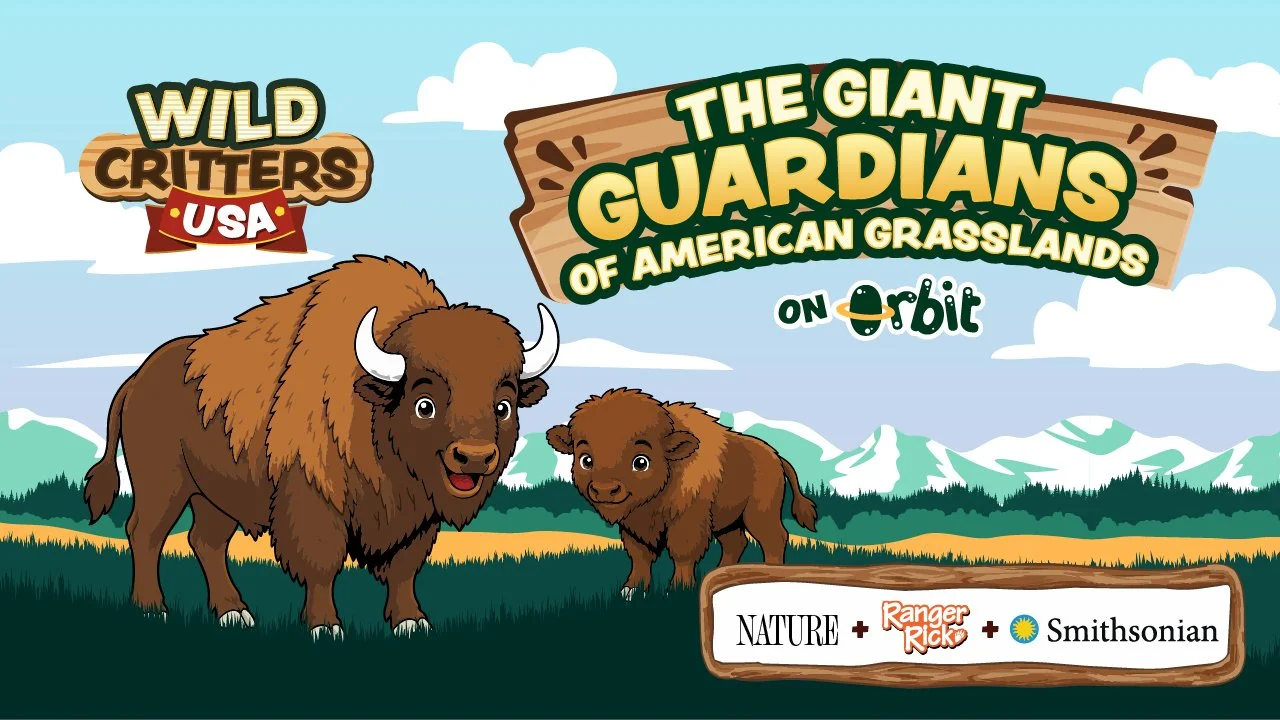 Why do American bison live in herds?