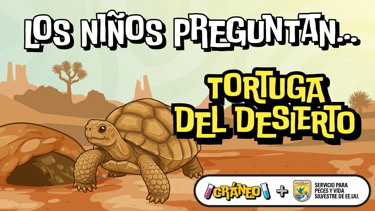 ¿Cómo puede una tortuga sobrevivir casi un año sin beber agua?