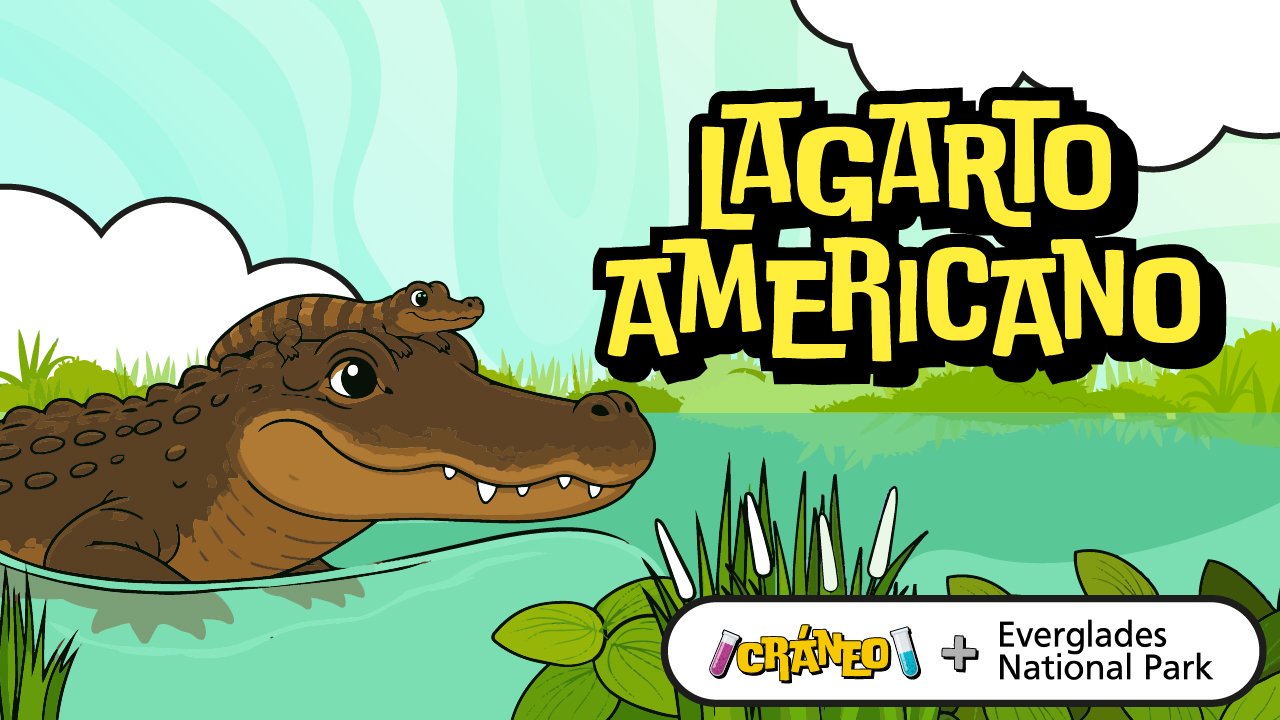 ¿Por qué los lagartos americanos hacen agujeros que salvan a otros animales?