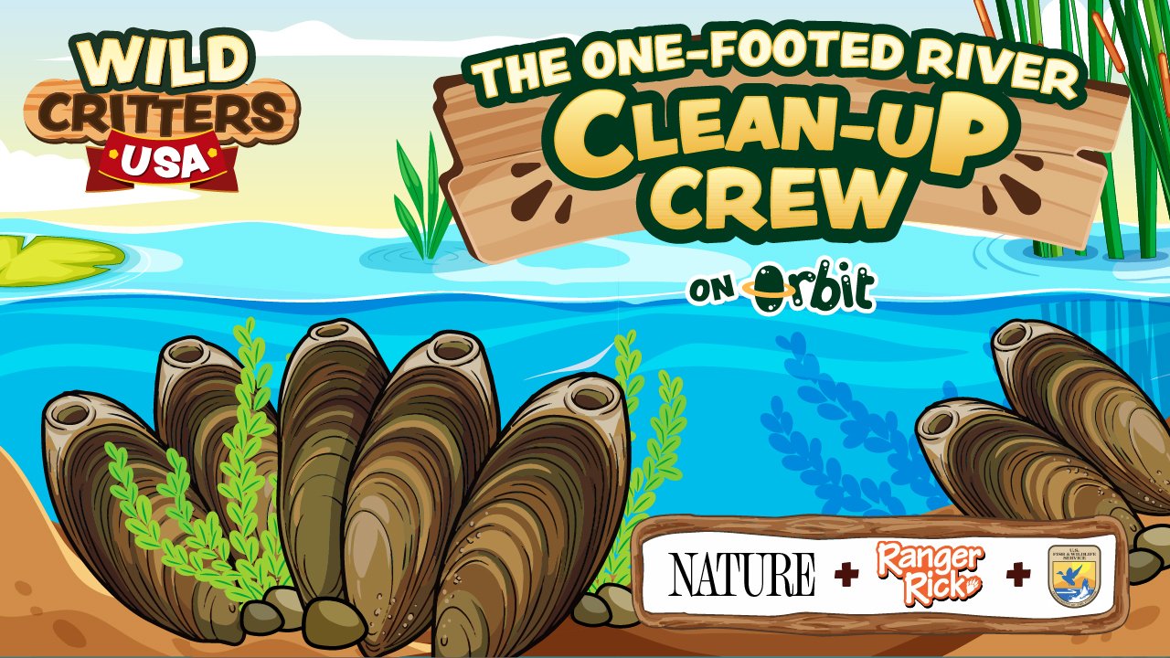 How do freshwater mussels clean rivers?