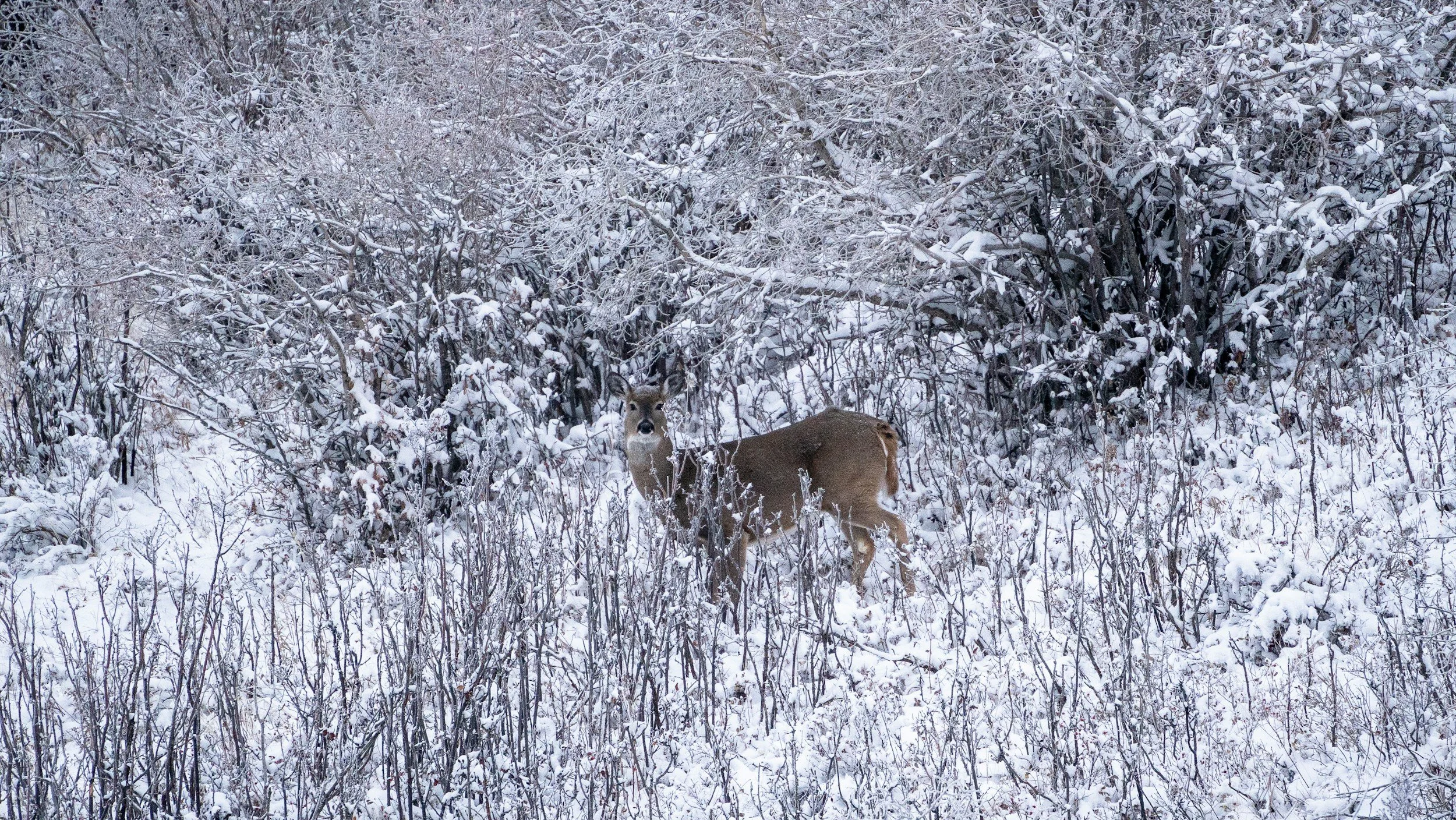 Faith in the Field: How Hunting Can Shape Spiritual Discipline