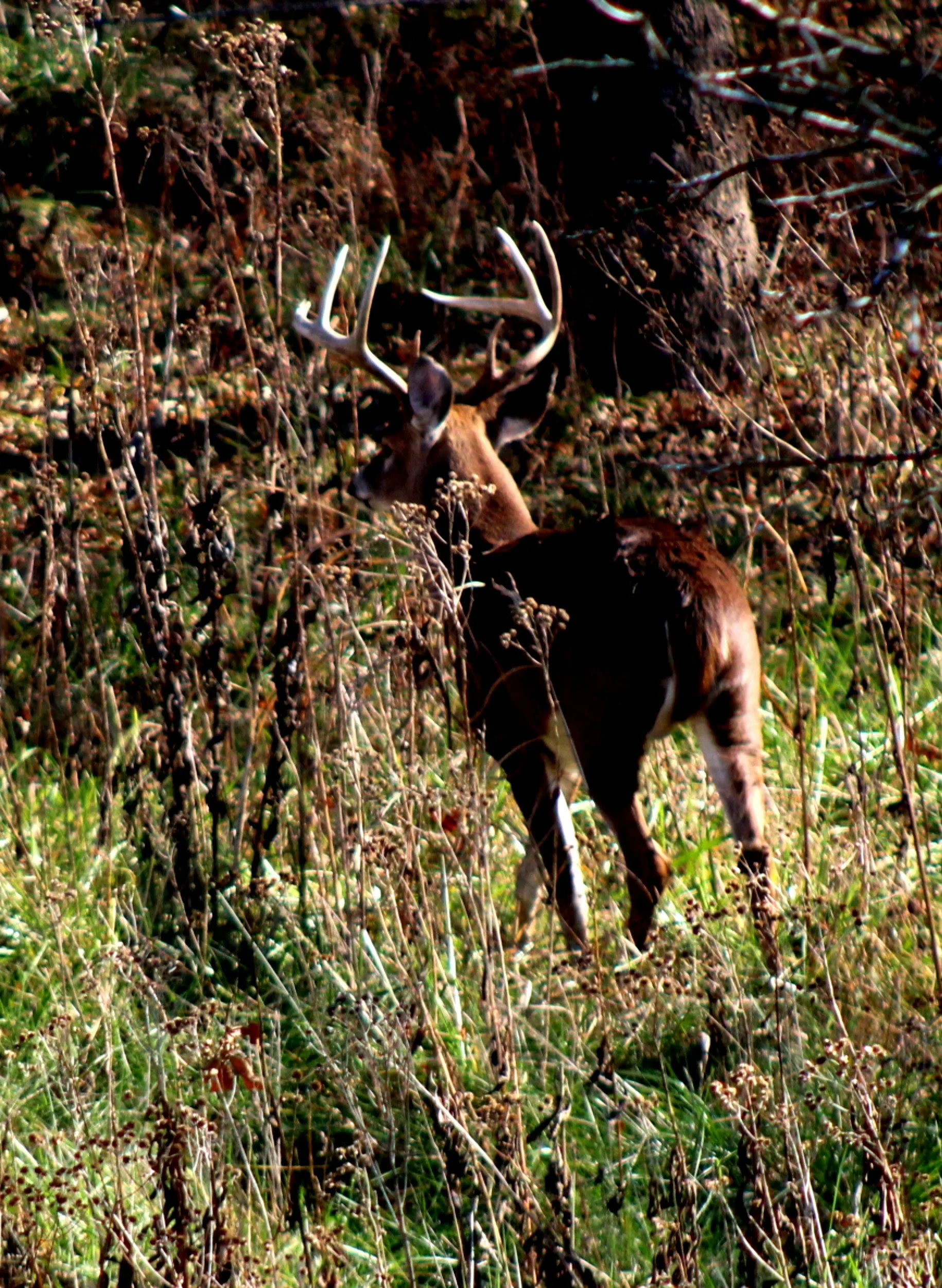 Early Season Bowhunting Tactics for Whitetail Success