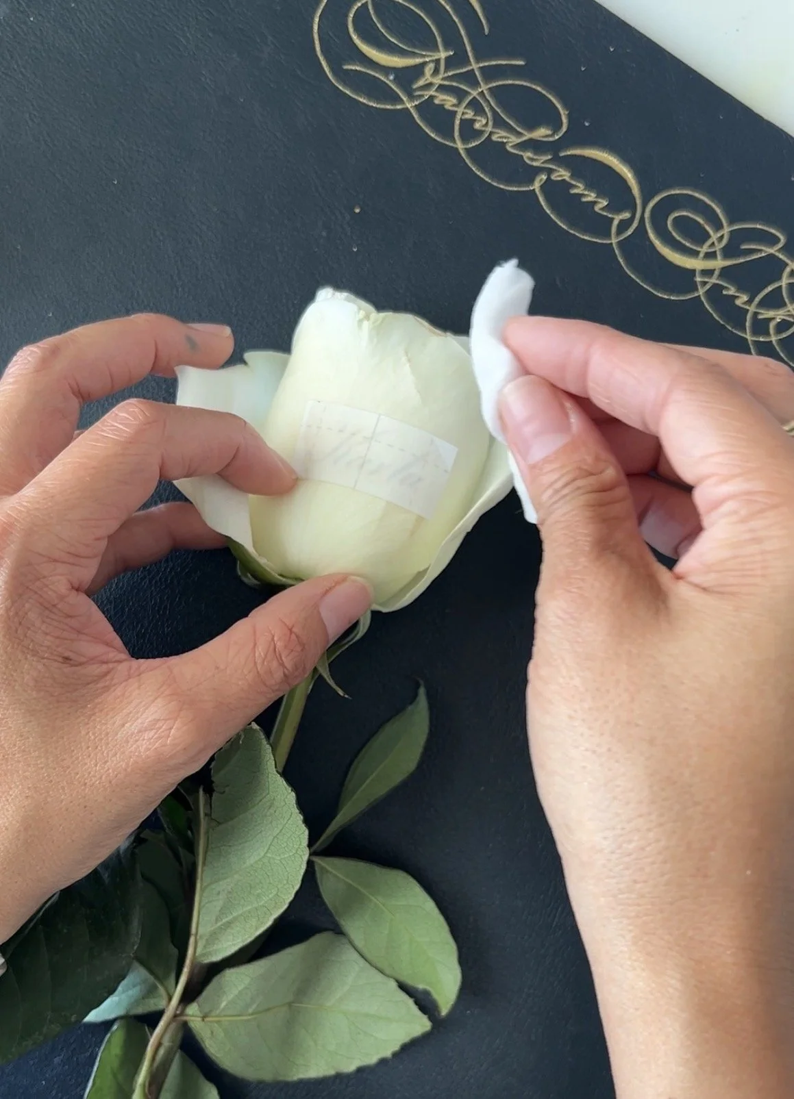 HandsomeInk-Calligraphy-Austin-Roses-TemporaryTattoo-Tutorial-Engrosser'sScript-AdhesiveSheet-Inkjet-DabTattoo.jpg