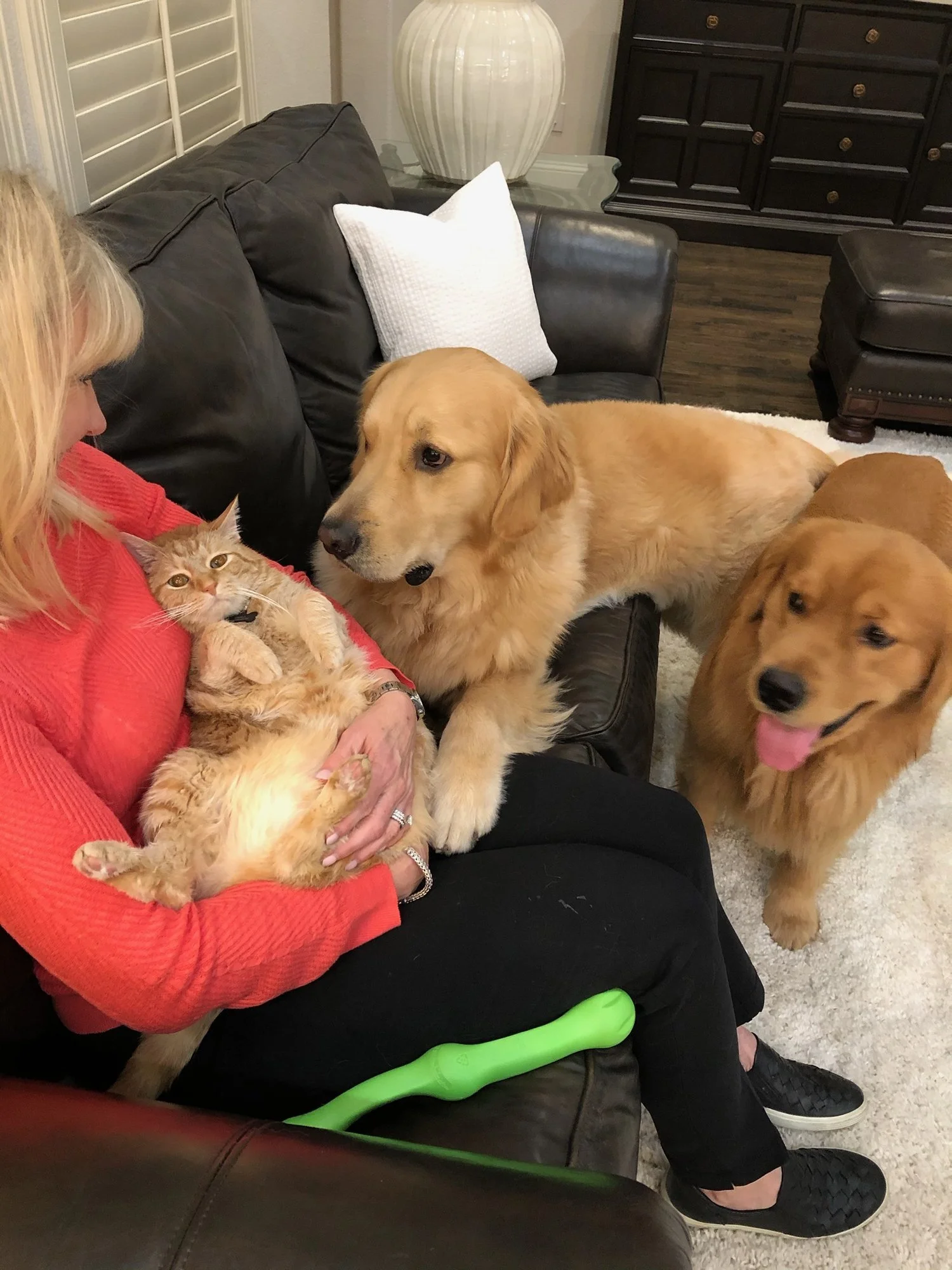 Socialize your four legged friend!