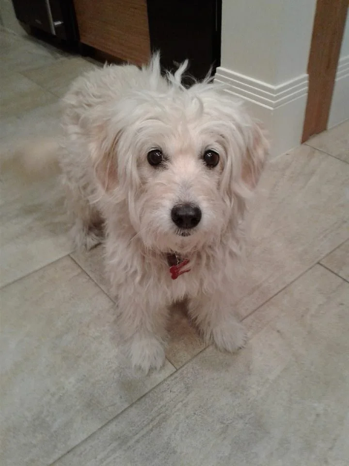 In loving memory of Molly girl…