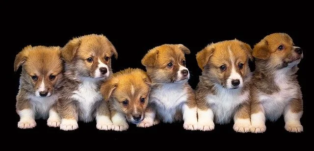 Littermate Syndrome - What you need to know!