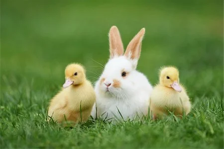 Gifting a Bunny or Duckling for Easter Isn’t a Great Idea (No Matter How Cute It Sounds)&nbsp; 