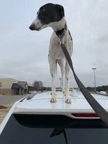roof.jpg
