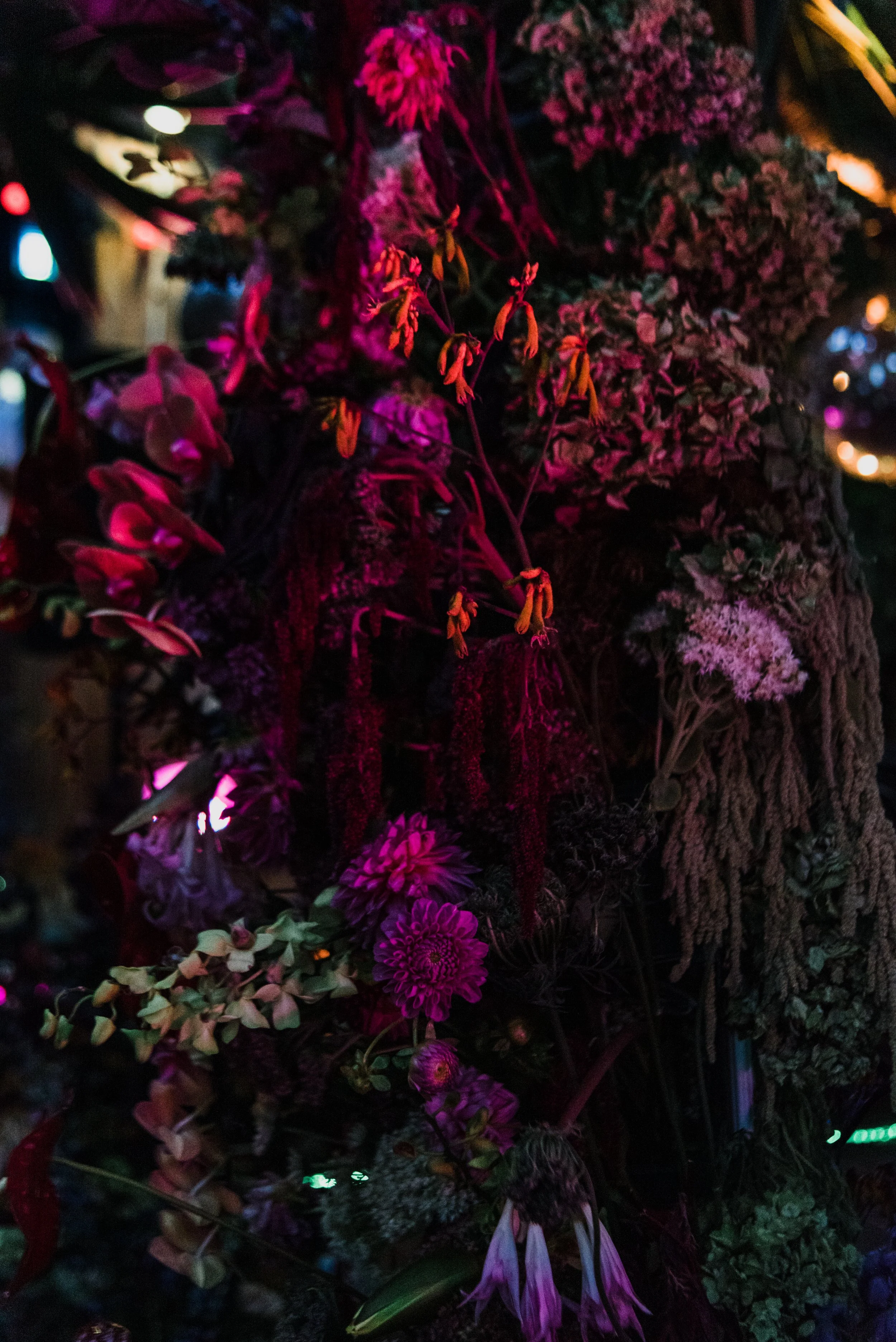 DSC_6255.jpg