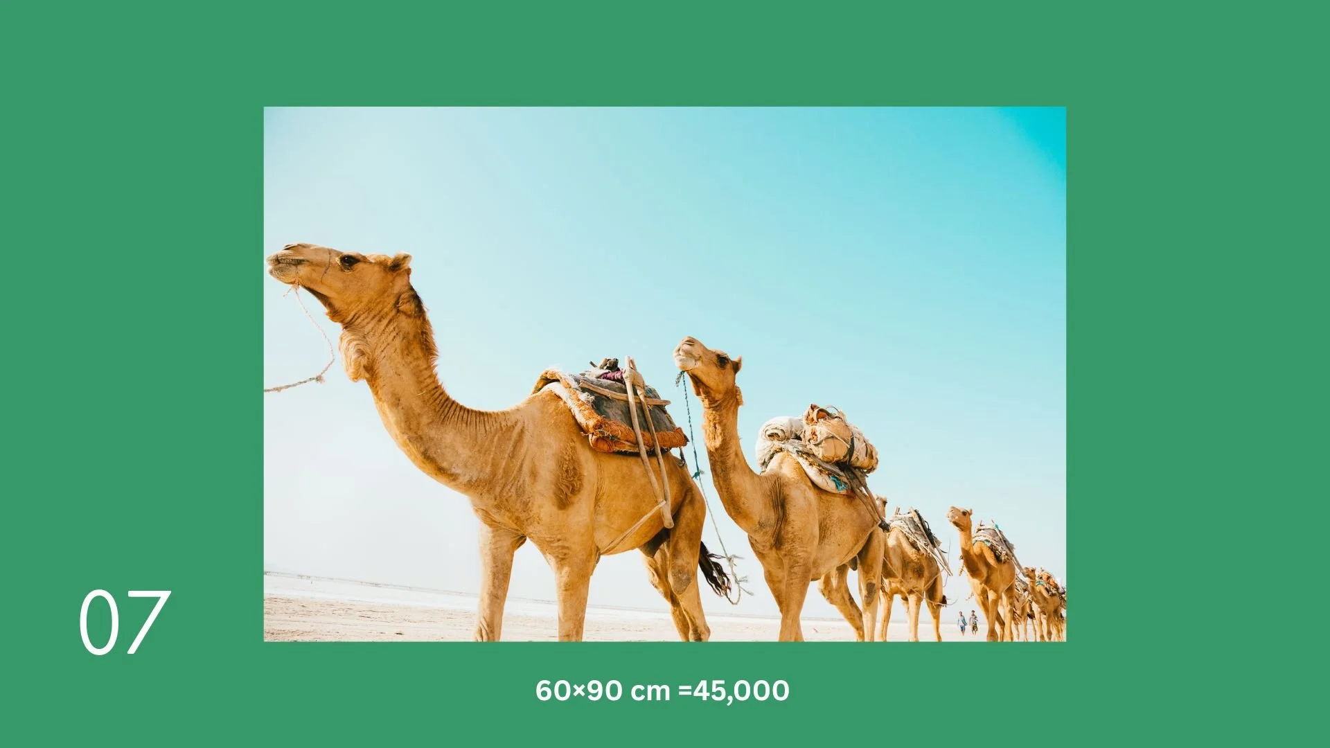 Line of camels walking on a sandy desert with clear blue sky in the background.