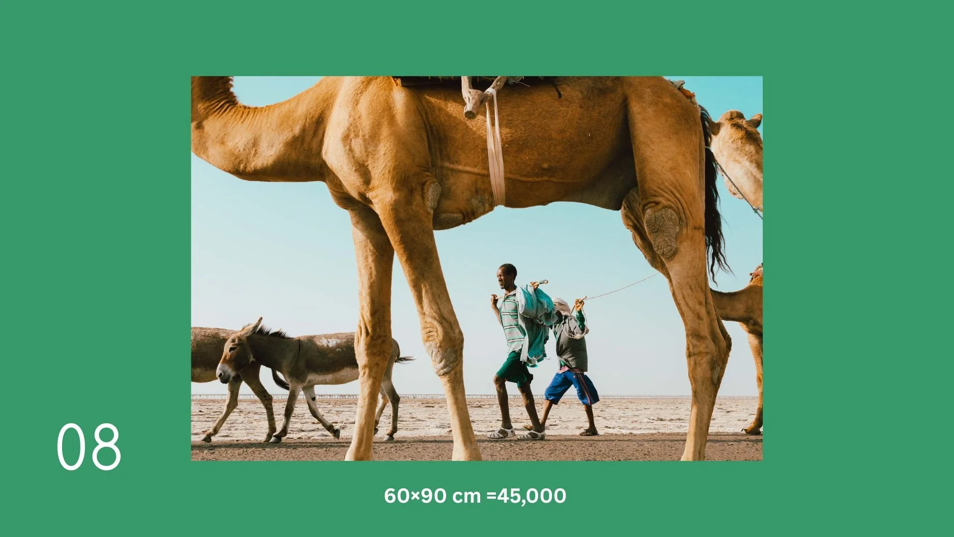 Two men walking with camels on a sandy landscape under a clear blue sky.