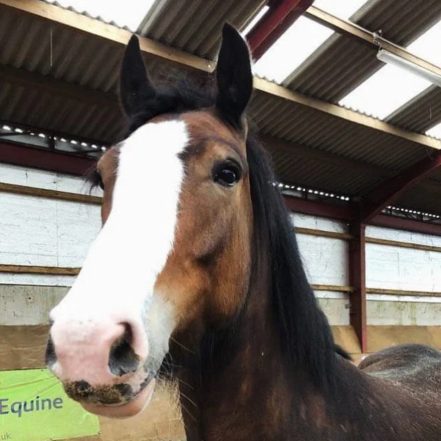 41D5713B-57FA-47B7-BF56-9A028E602563 2.JPG