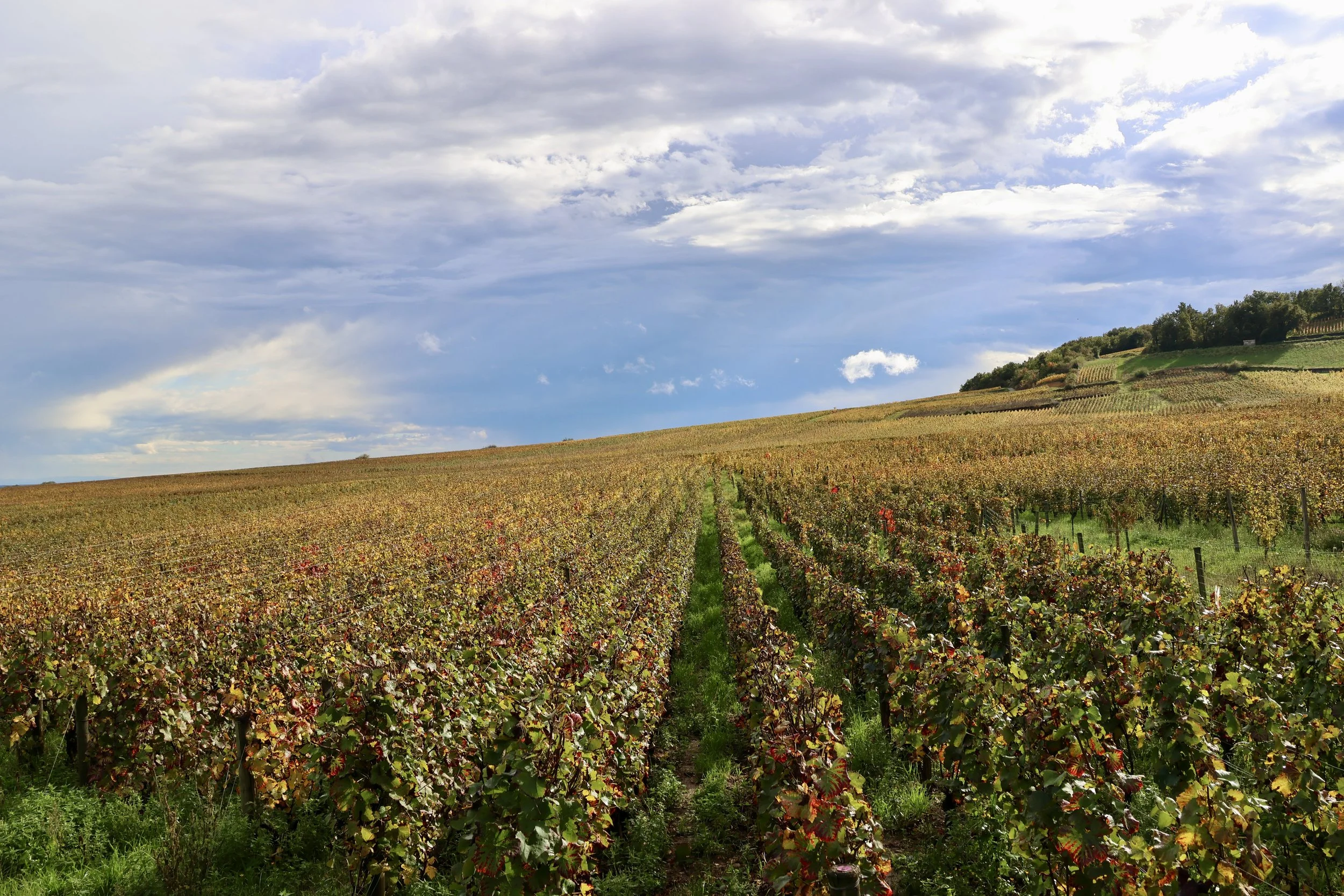 Виноградники Gevrey-Chambertin в Бургундии