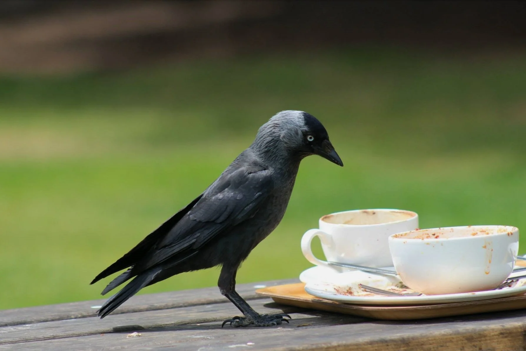 crow.jpg