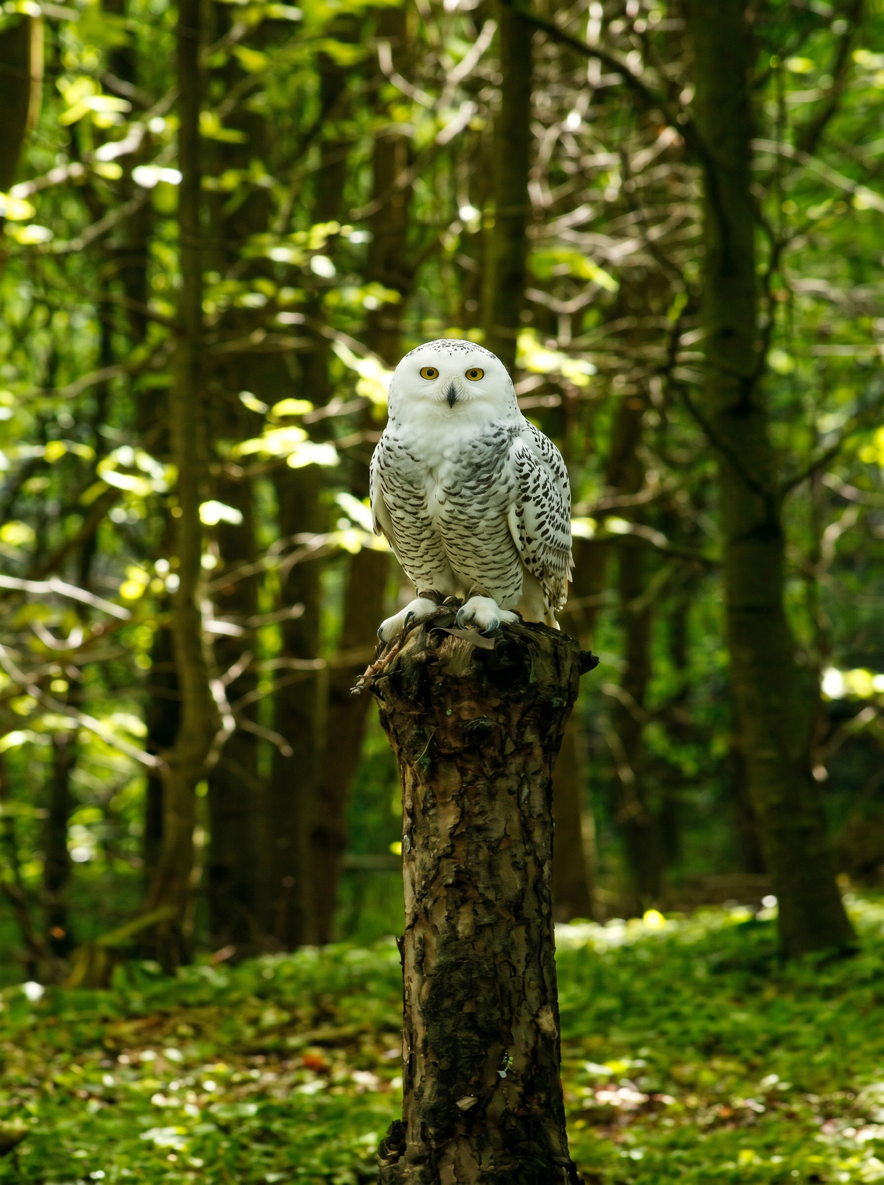 Firefly_Gemini Flash_want to clarify and clearly this photo and remove this owl and replace  snowy owl  811403.png