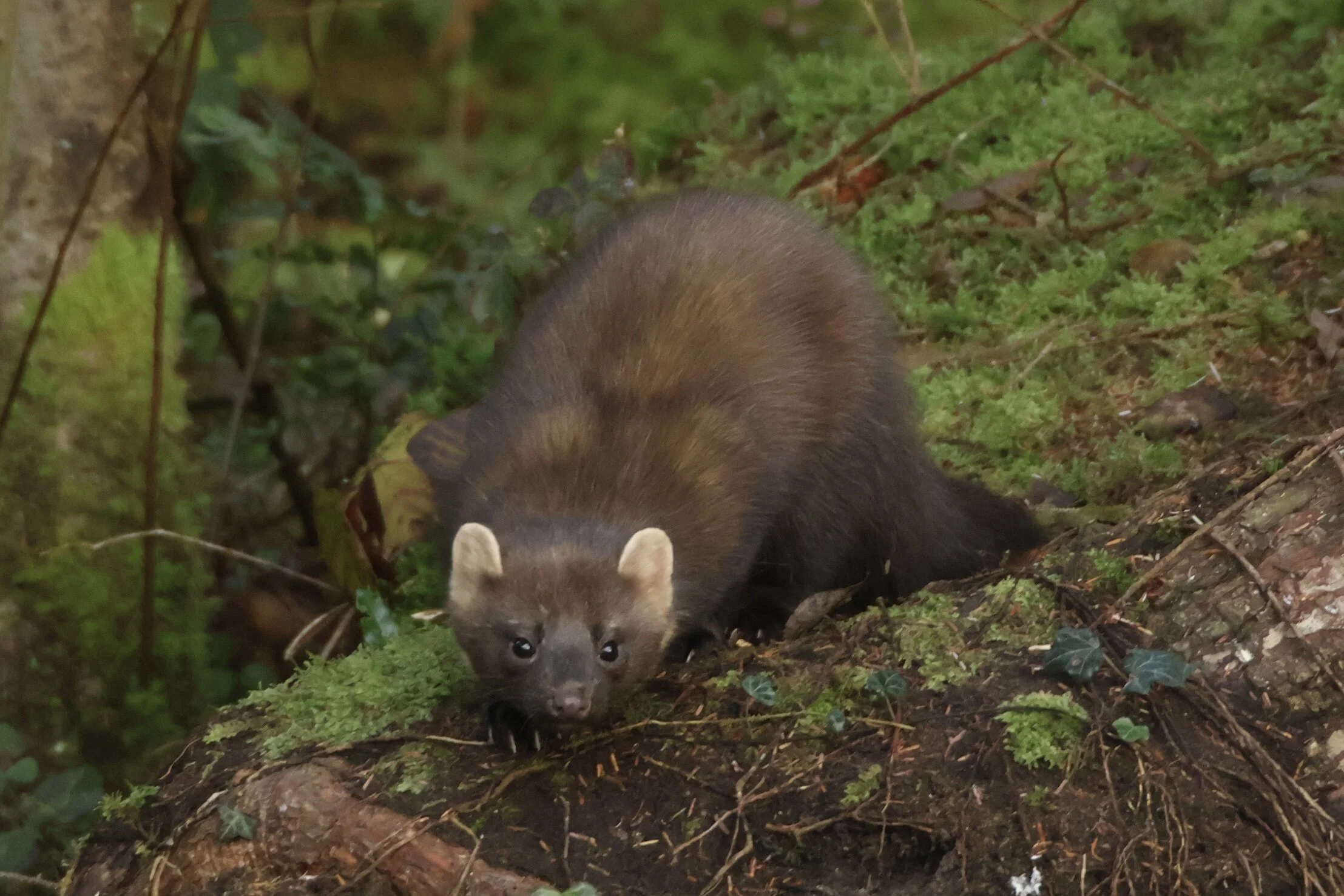 F421AC39-1BB0-40FD-BA11-A384536EB766