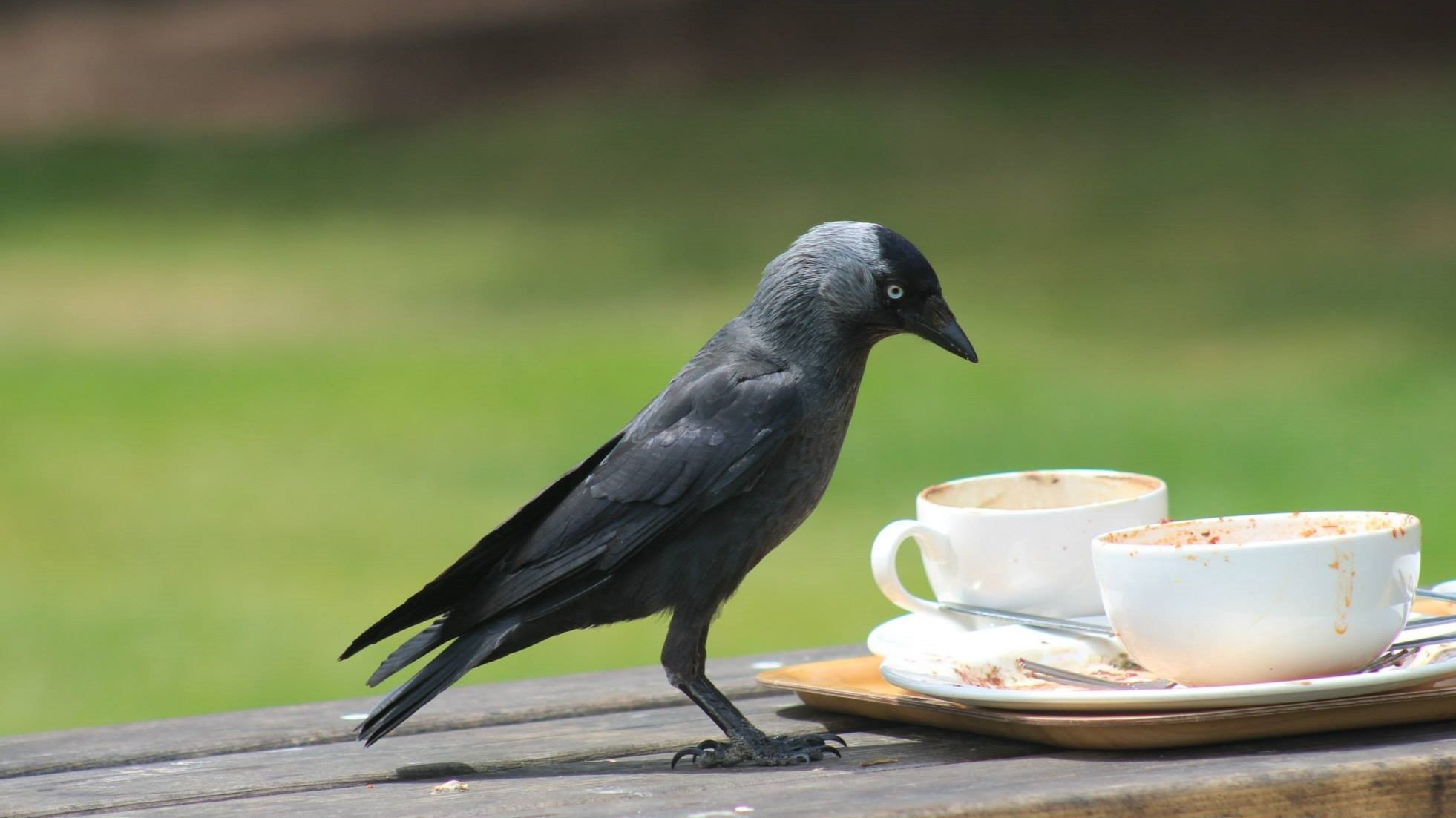 crow.jpg