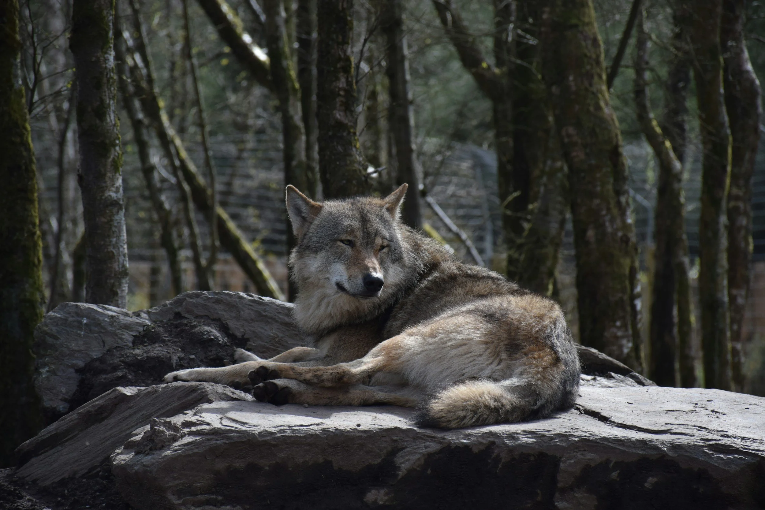 A wolf resting on a large rock in a forest setting with trees in the background.
