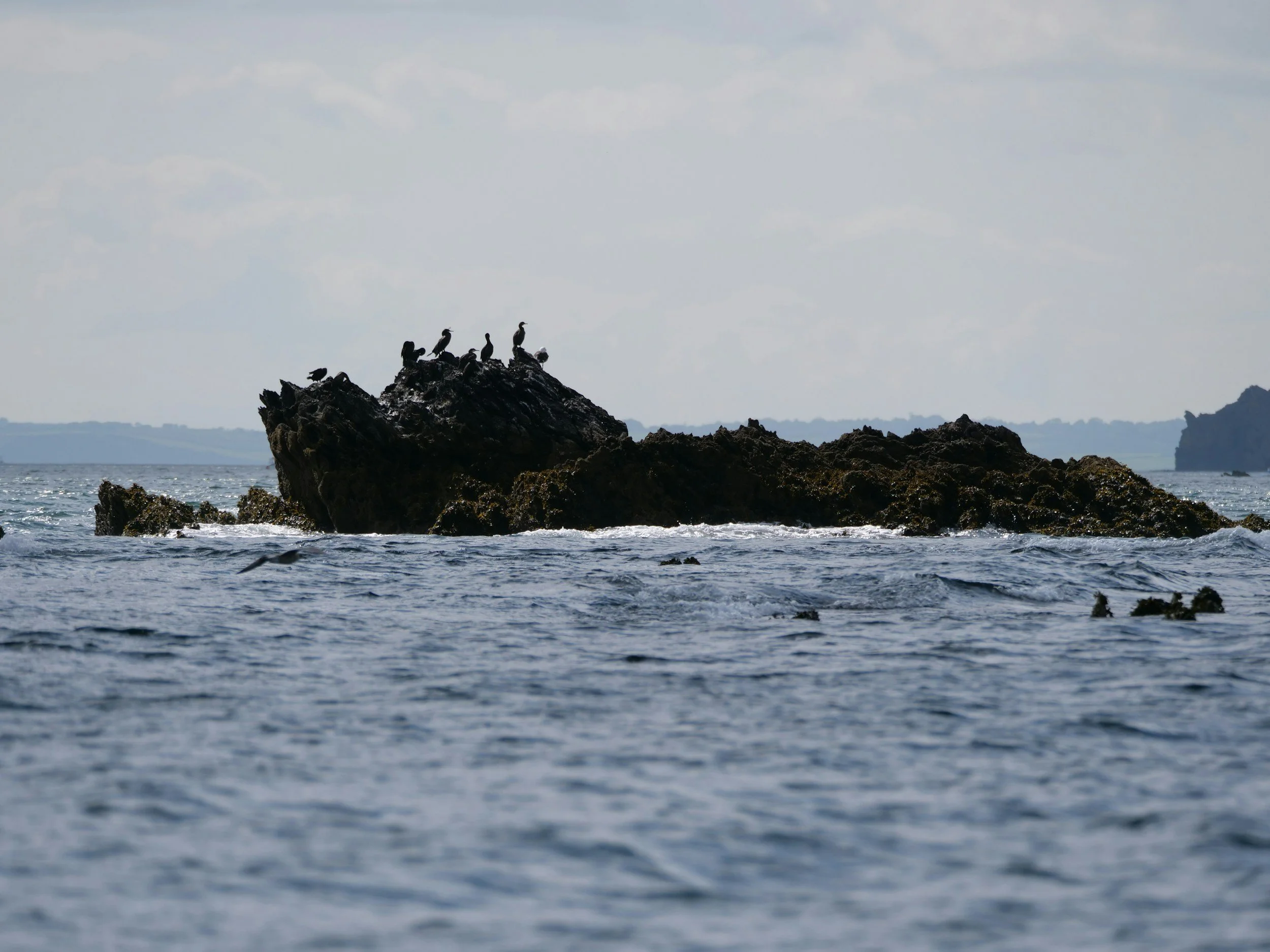 Seagulls perched on a large rock in the ocean with a cloudy sky and distant shoreline in the background.