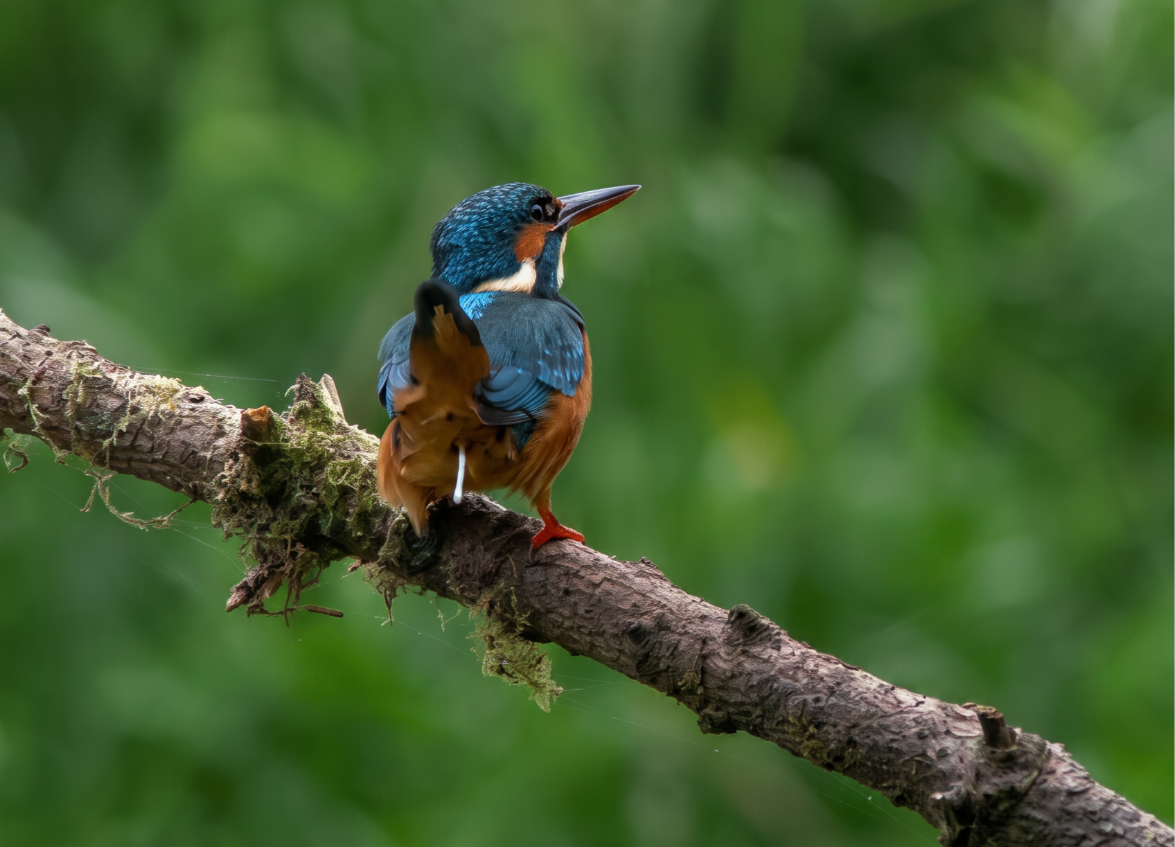 Firefly_Gemini+Flash_want+to+clearly+this+photo+and+this+kingfisher++796266.png
