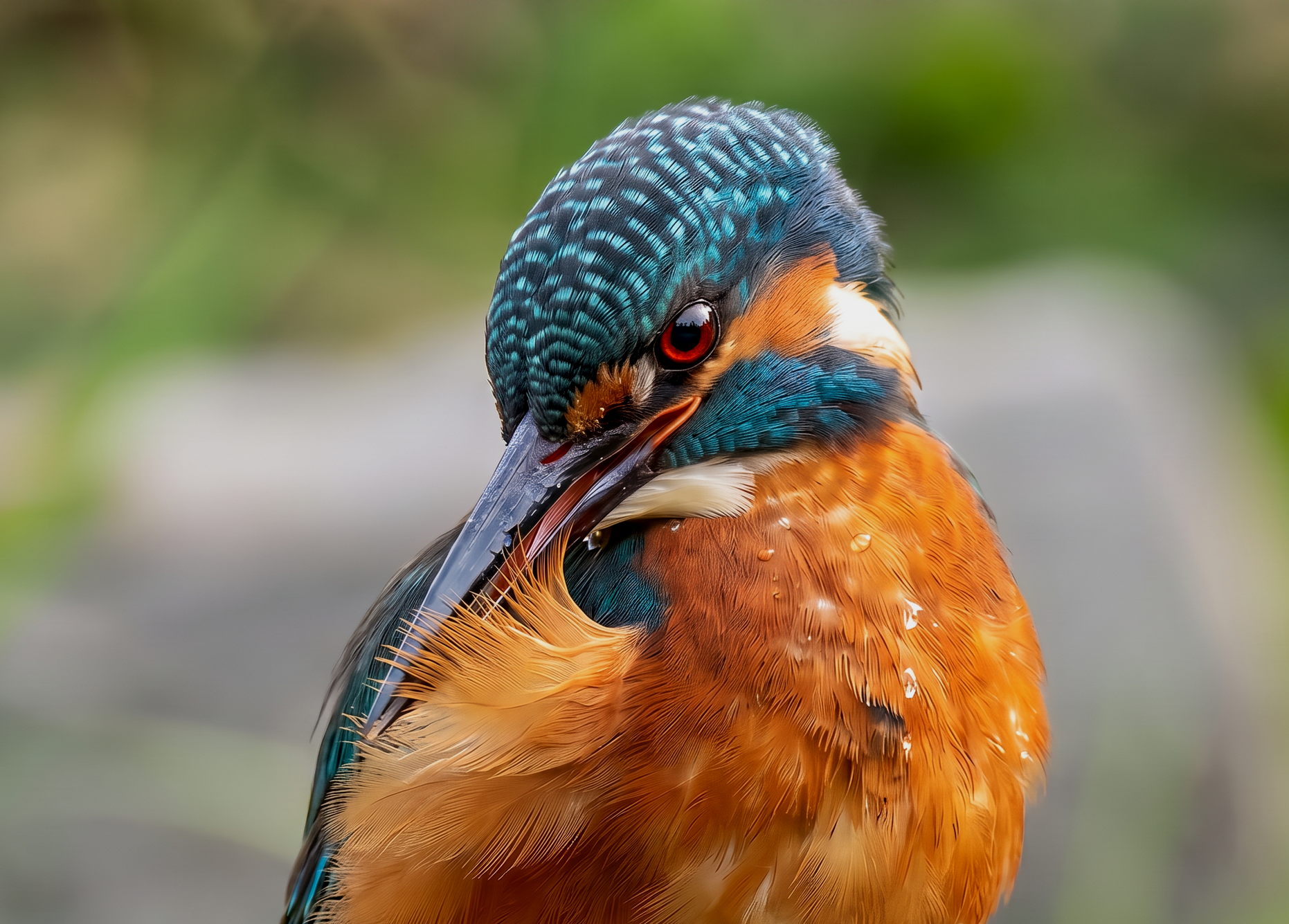 Firefly_Gemini+Flash_want+to+clearly+this+photo+and+this+kingfisher%27s+red+eye+688920.png