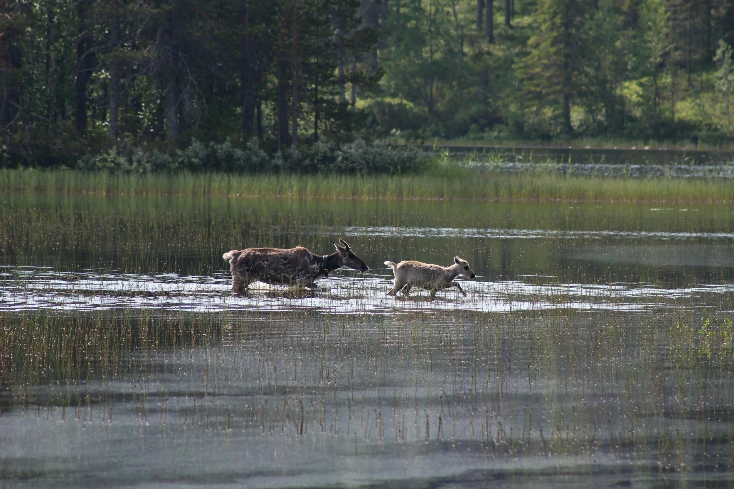 Three donkeys walking in shallow water in a forested area