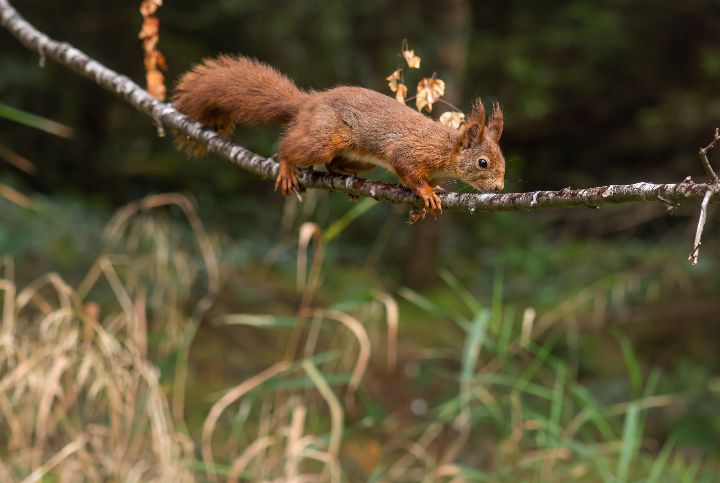Firefly_Gemini Flash_want this photo a red squirrel climb cross the branch 936877.png
