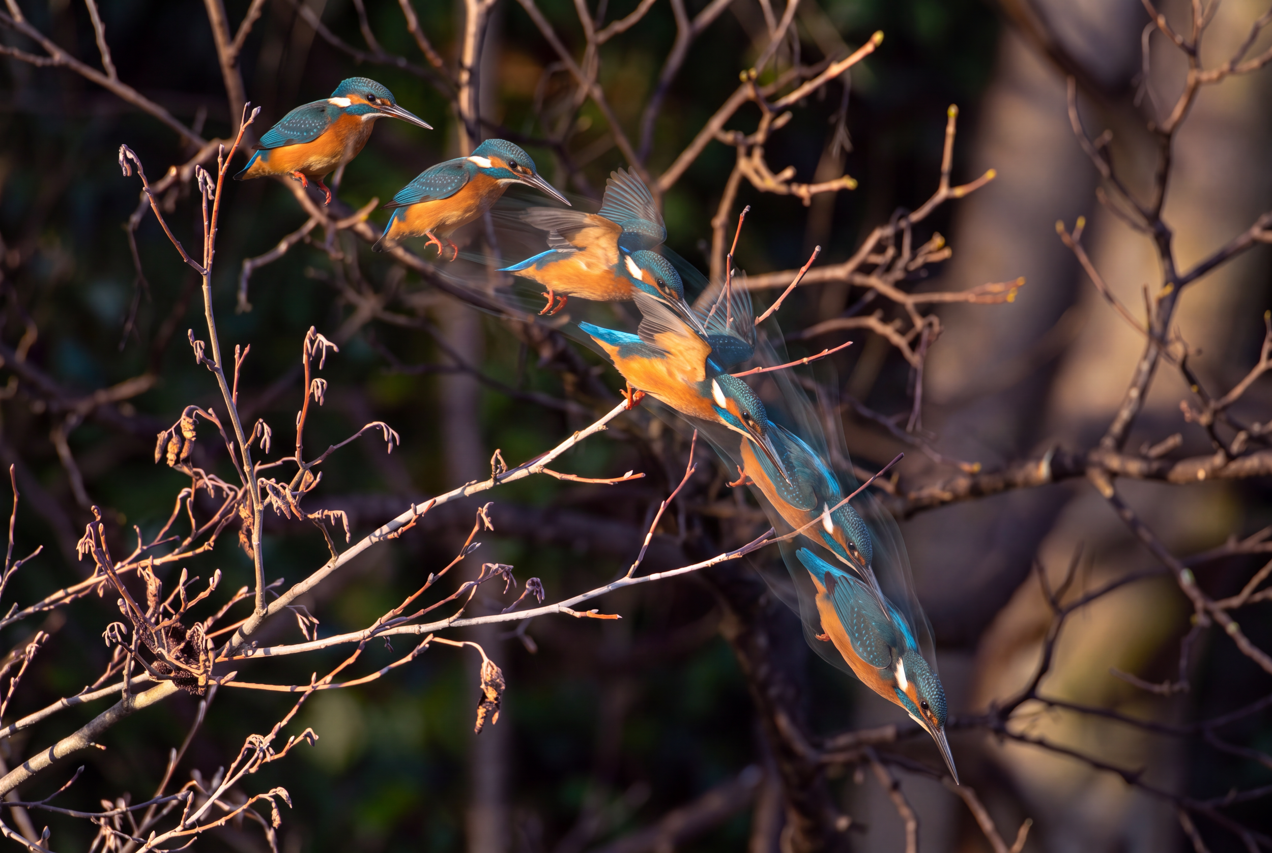 Firefly_Gemini Flash_want to this bird dive in burst mode movement and little bit  more backward  and only 660139.png