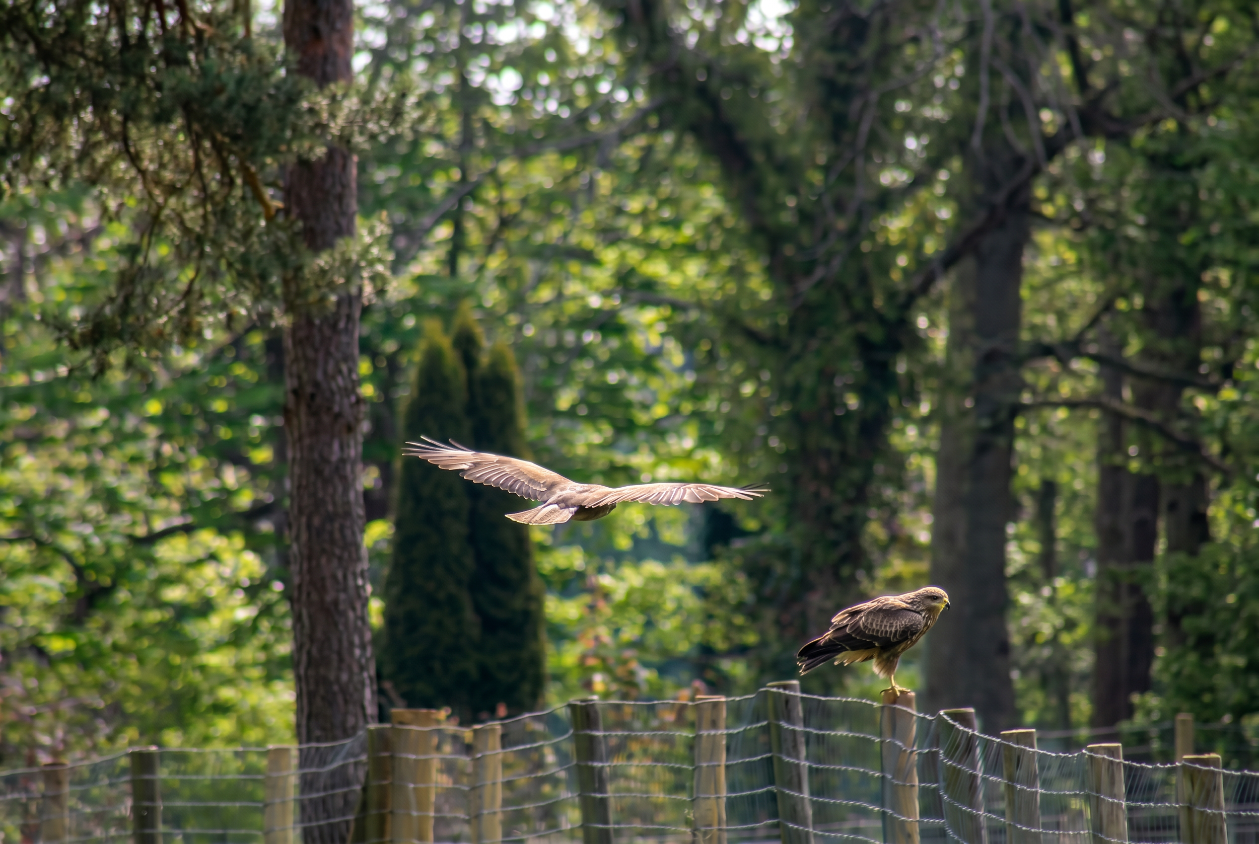 Firefly_want these  birds more clearly and remove the brush  766007.png