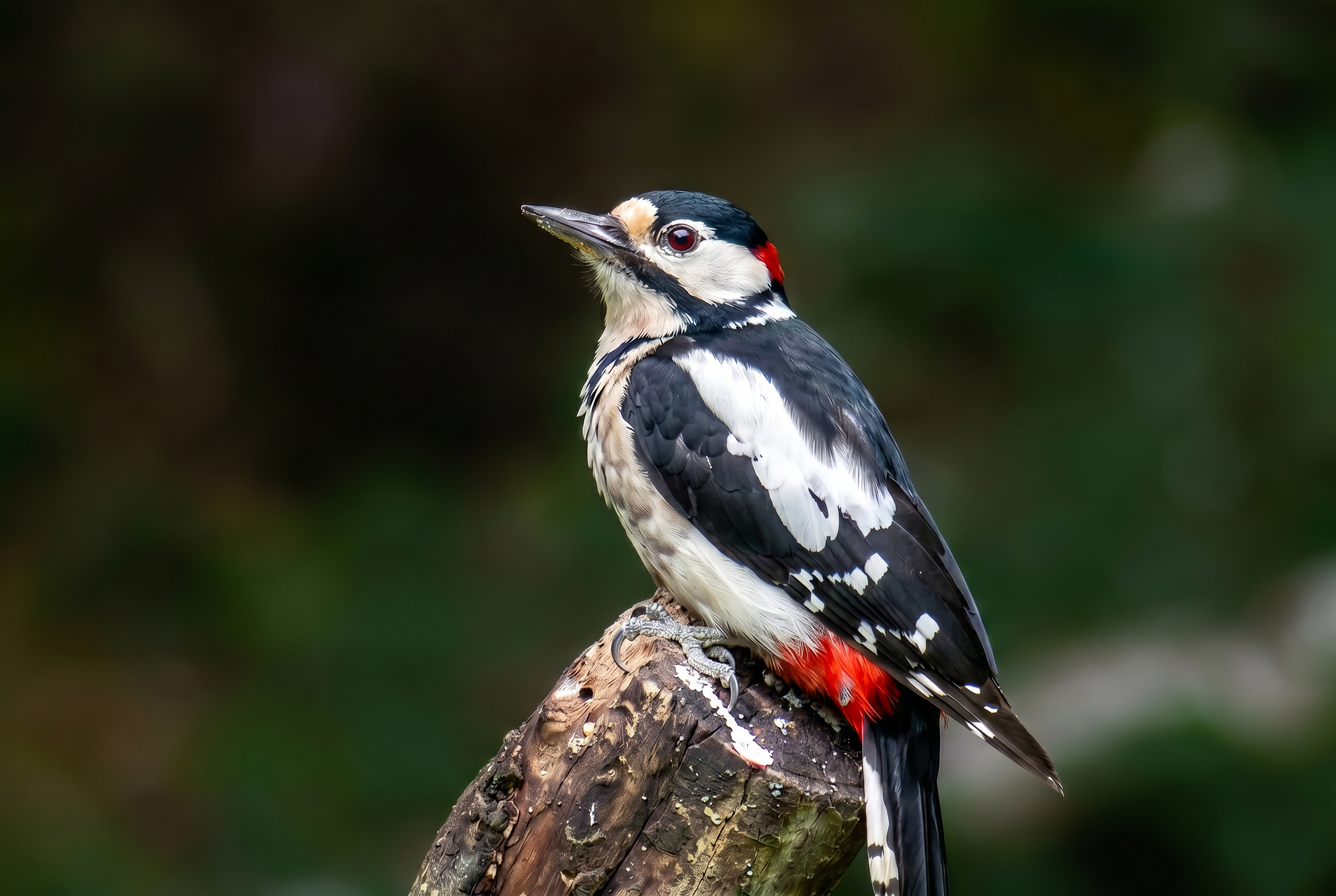 Firefly_Gemini Flash_want to clarify and clearly this photo and this woodpecker  eye red 260837.png