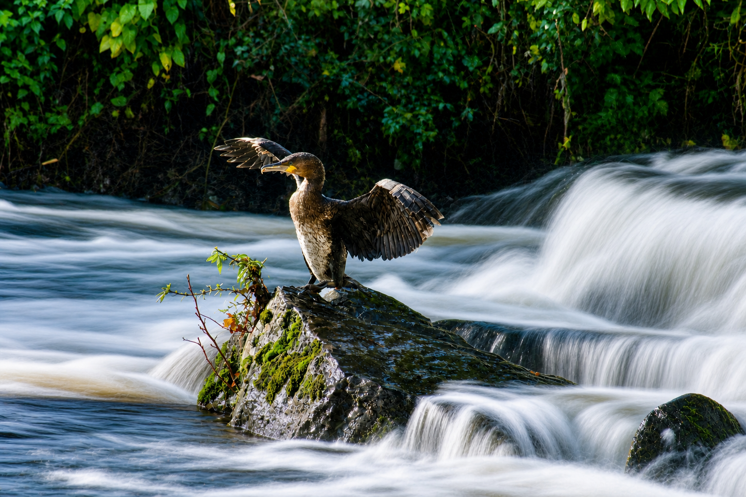 Firefly_gpt-image_want to clarify and clearly this photo  and this bird and long  exposure rush water _ 37458.png