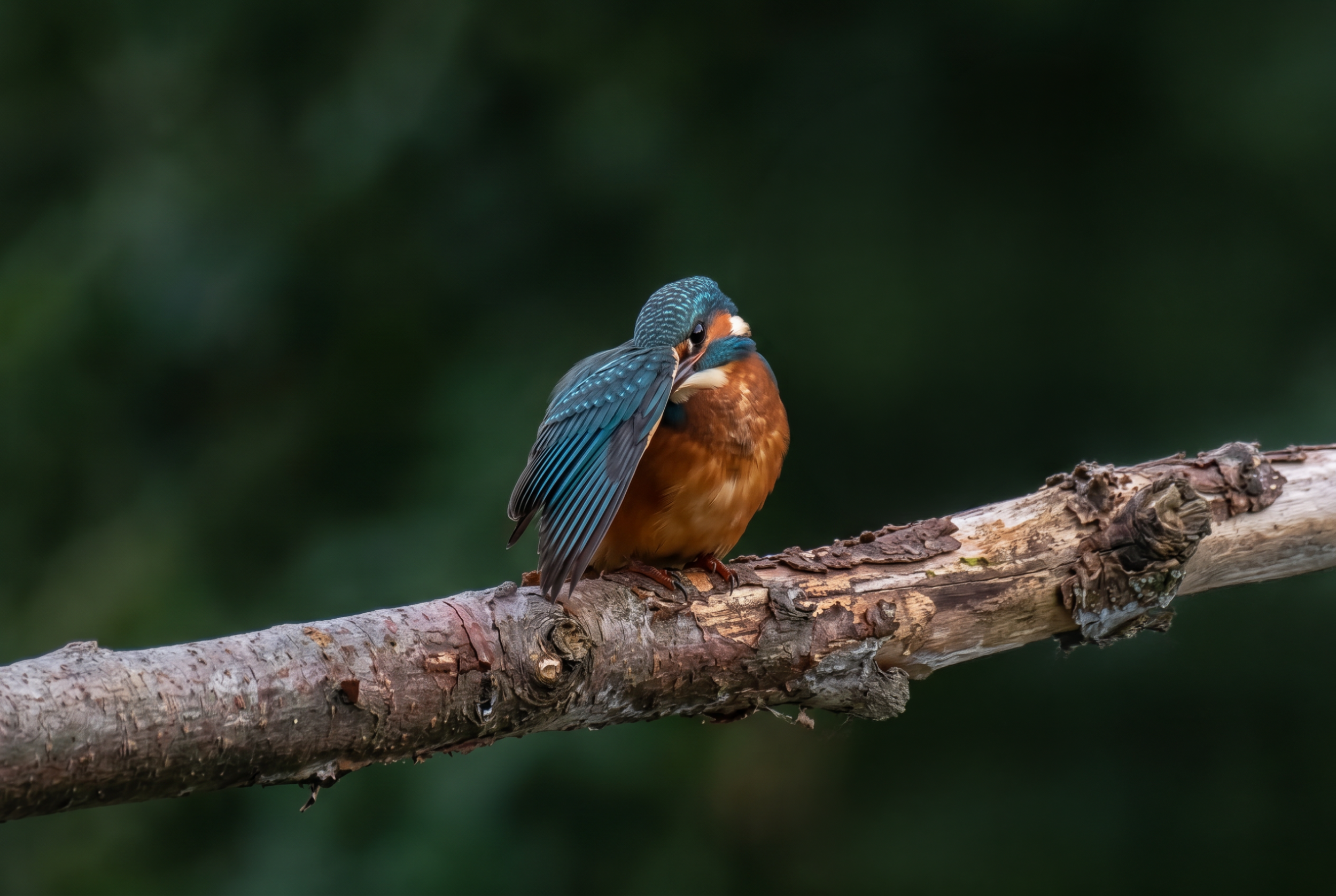 Firefly_want to clarify and clearly this photo and this bird more clearly and open his little 545469.png