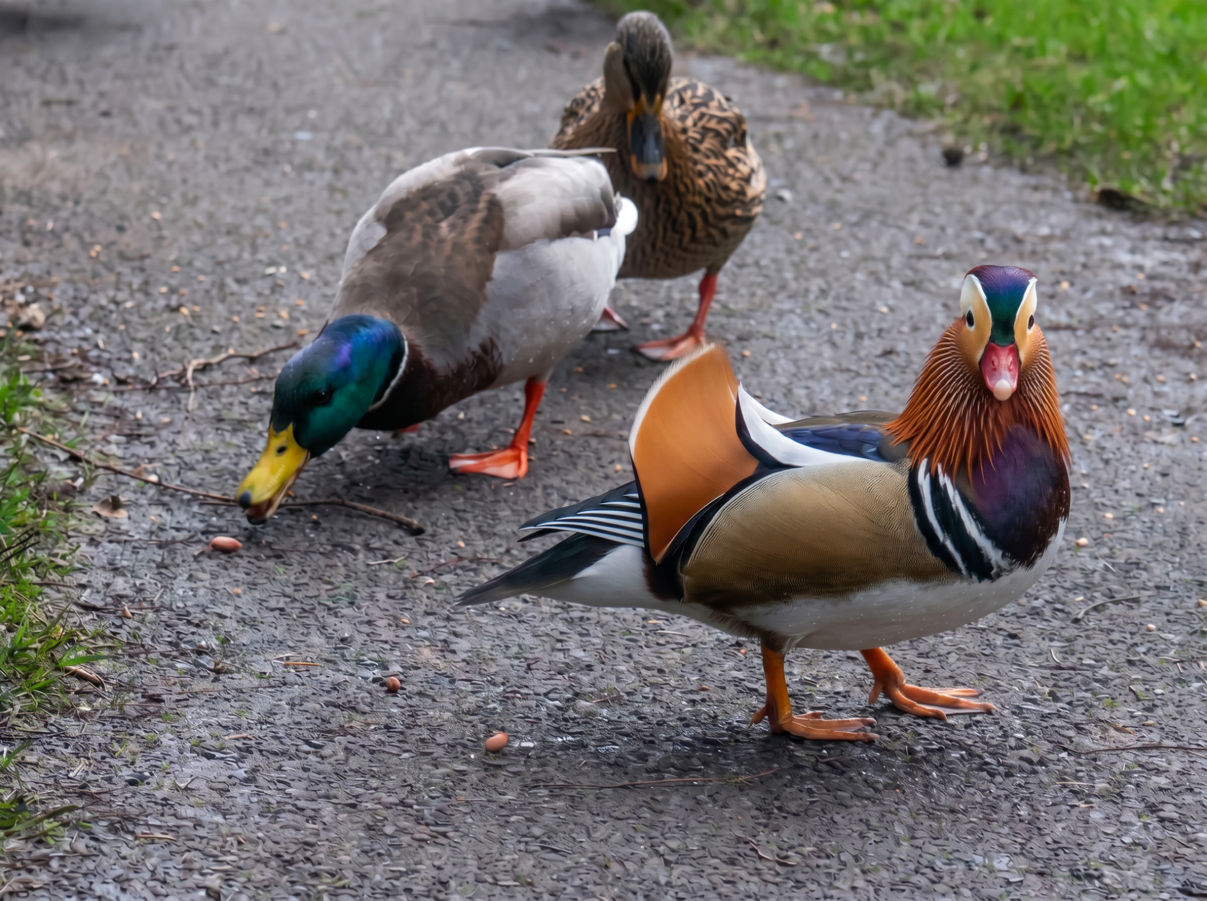 Firefly_want to clarify and clearly this photo  and this duck mandarin look at me  458954.png